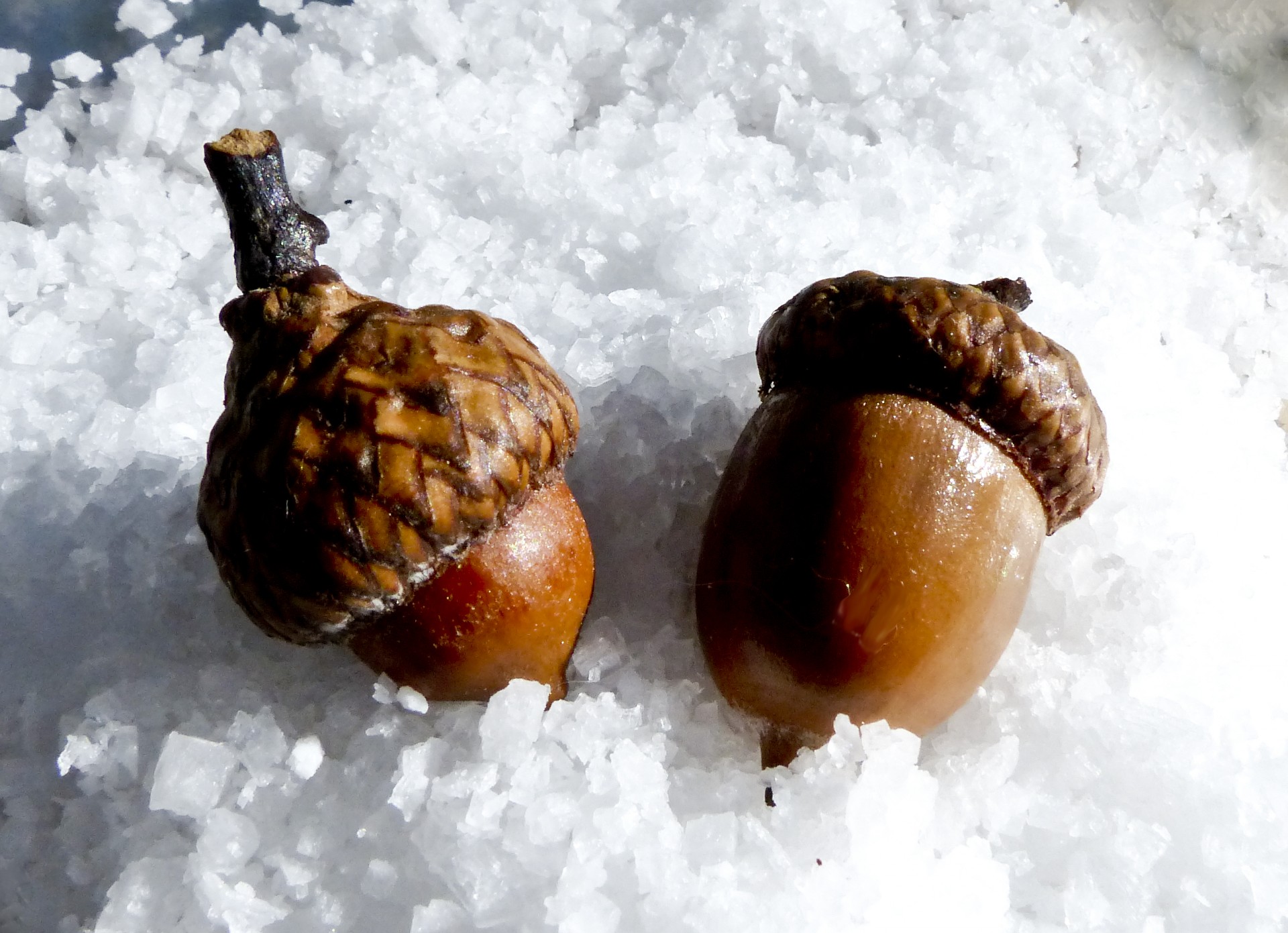 acorns snow winter free photo