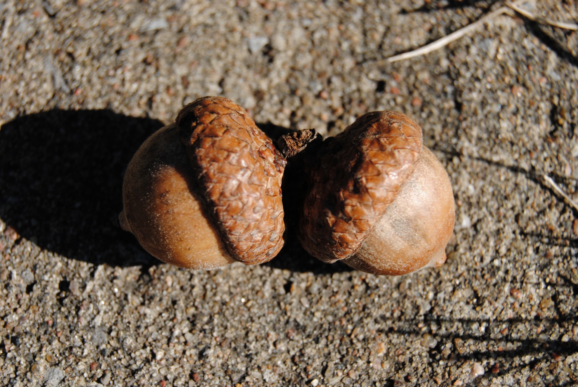 acorn tree nature free photo