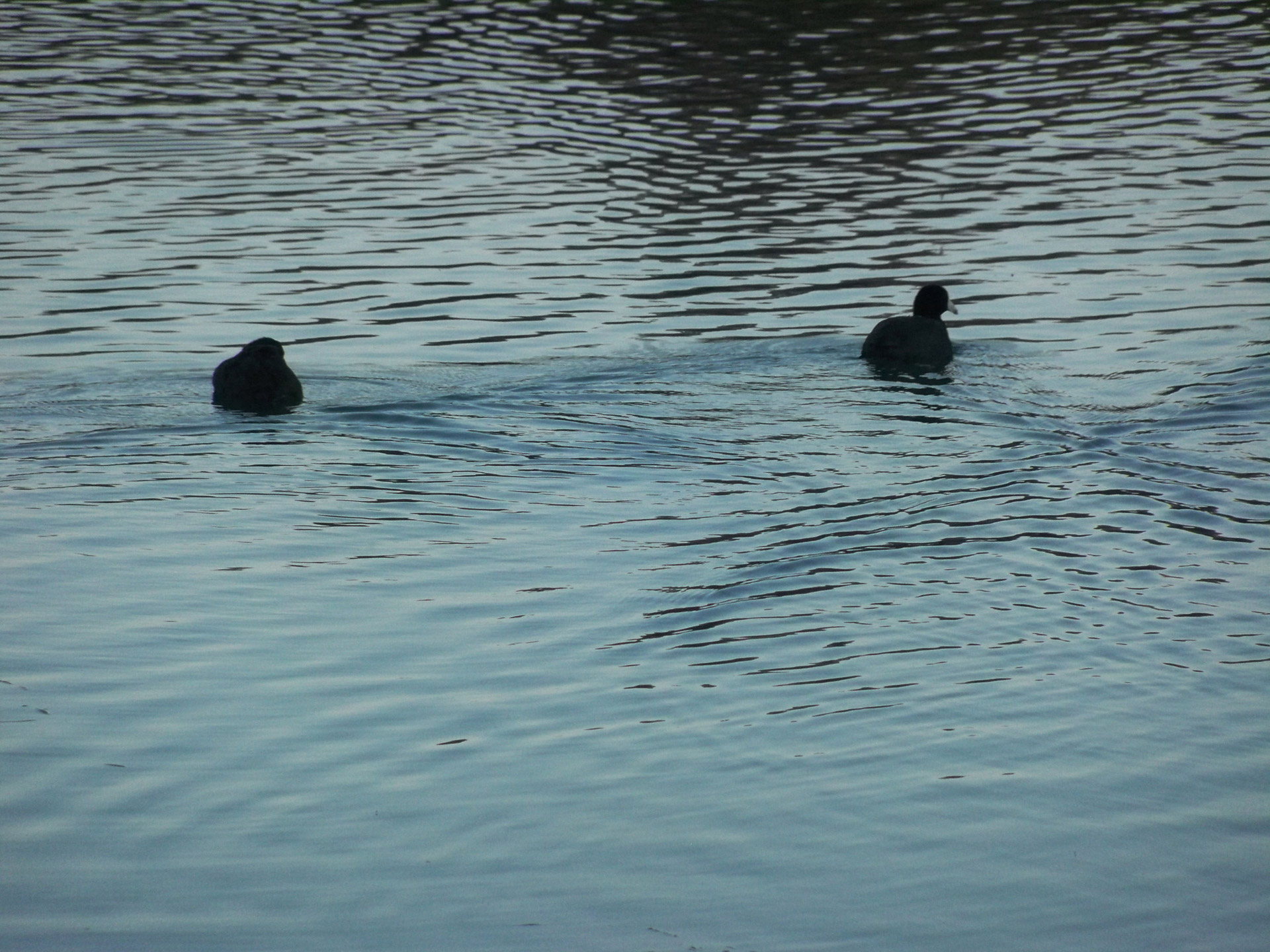 coots american coots river free photo