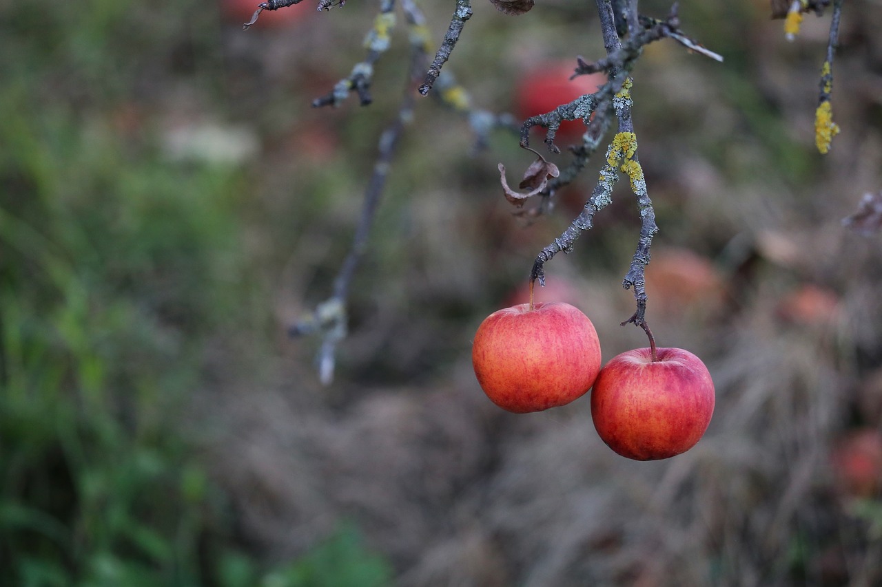 two apples  apple tree  red free photo