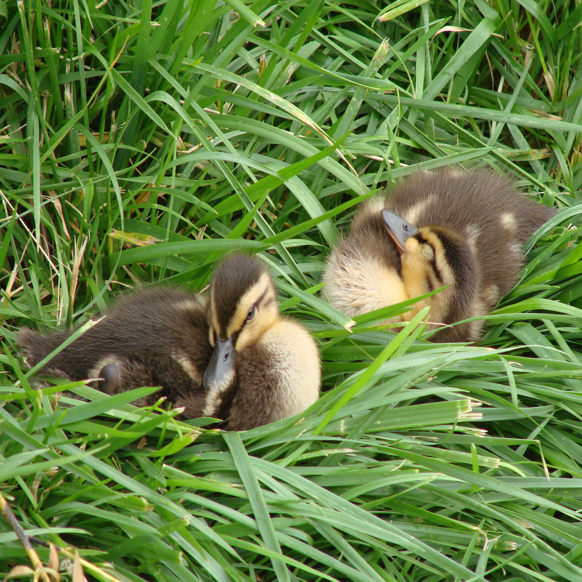 baby ducks nature grass free photo