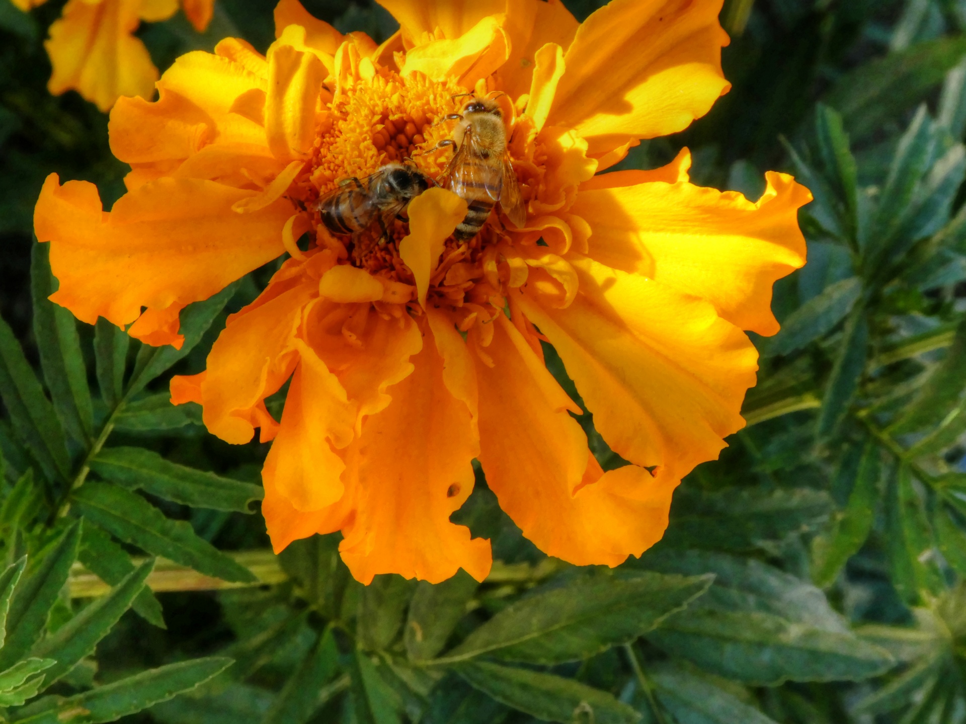 bee bees bumblebees free photo