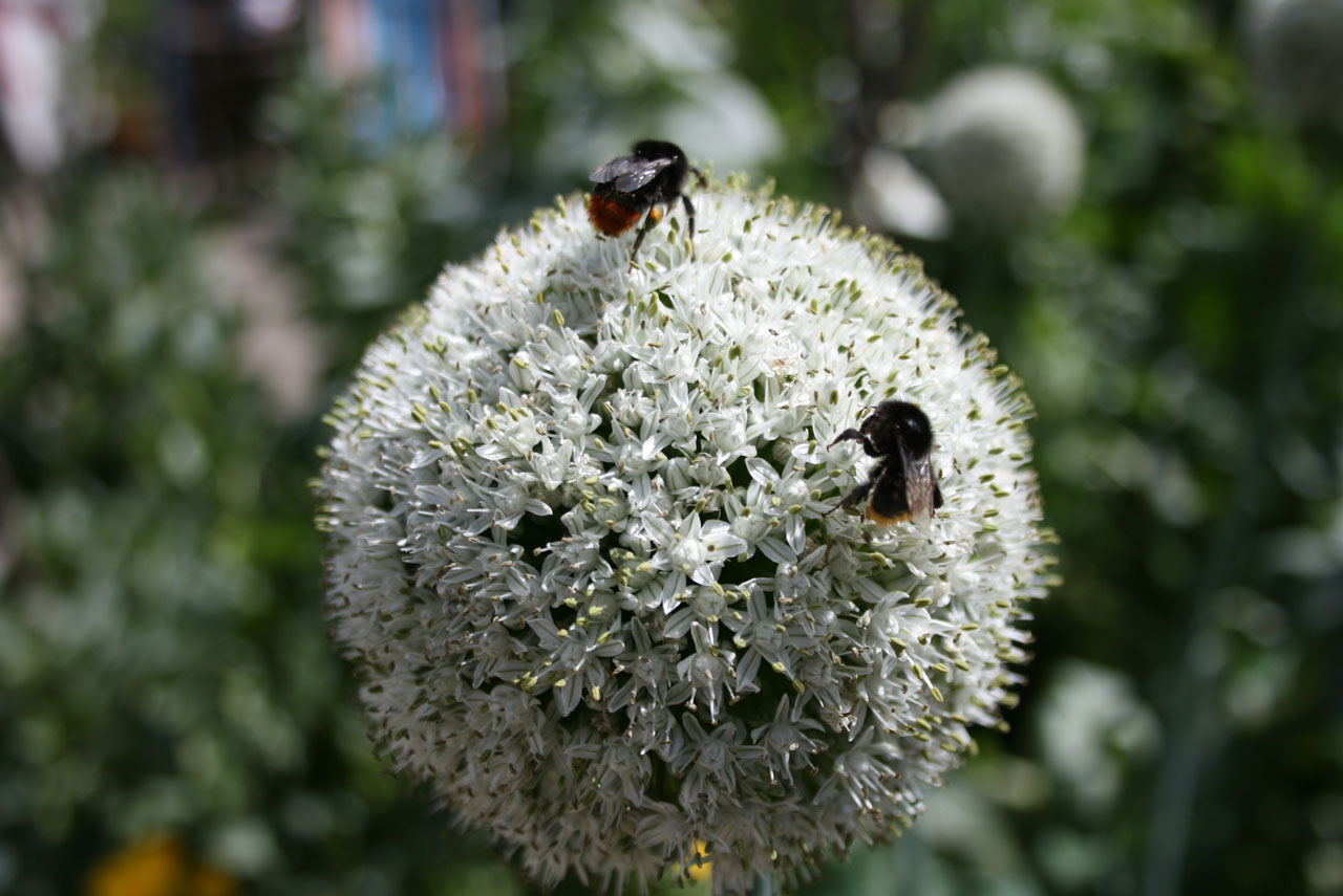 bee onion flower free photo