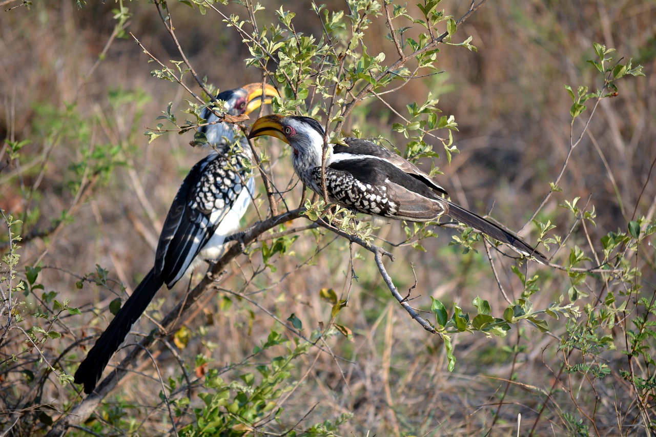 two birds kruger park africa free photo