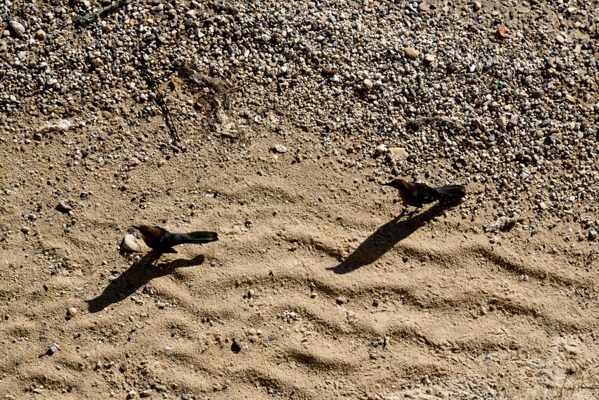 two birds walking free photo