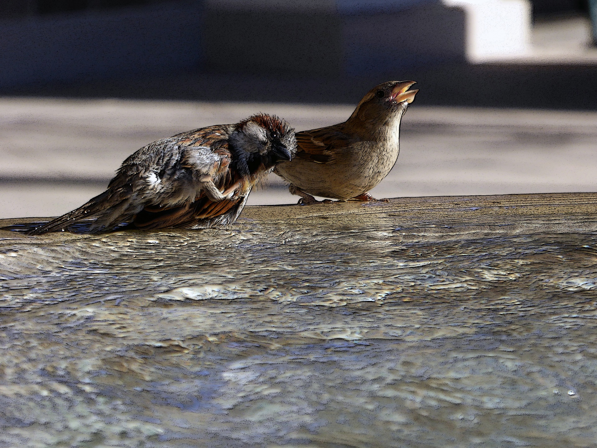 bird birds birdbath free photo