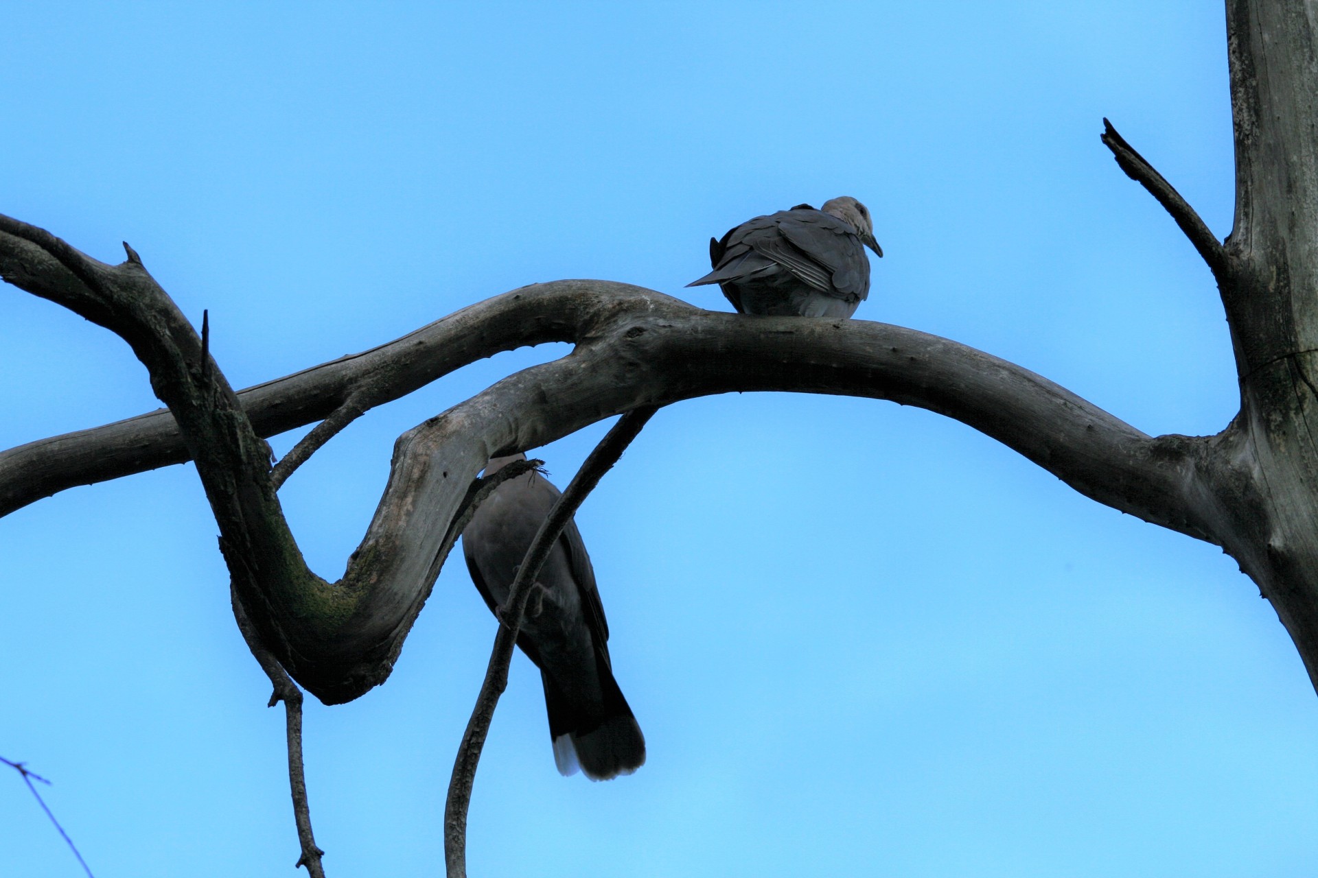 tree branch twisted free photo