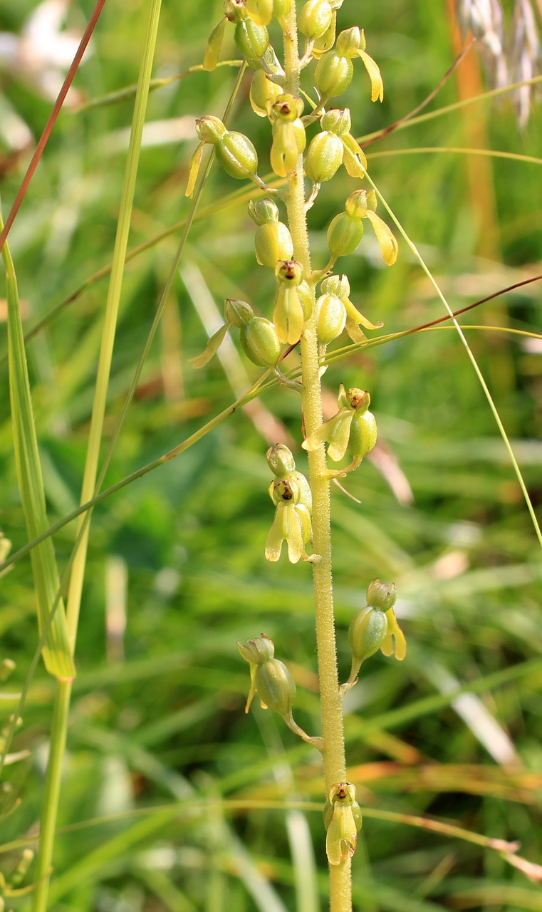 two blade orchid wild flower free photo