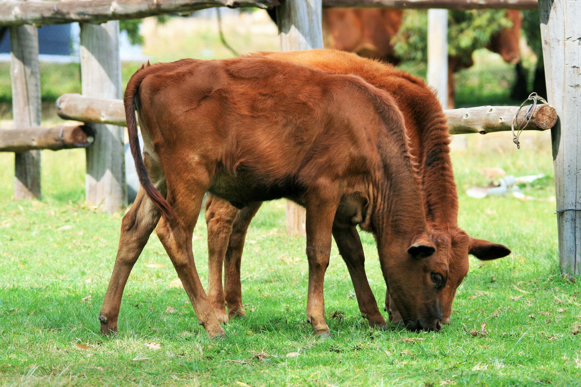 animal farm bovine free photo