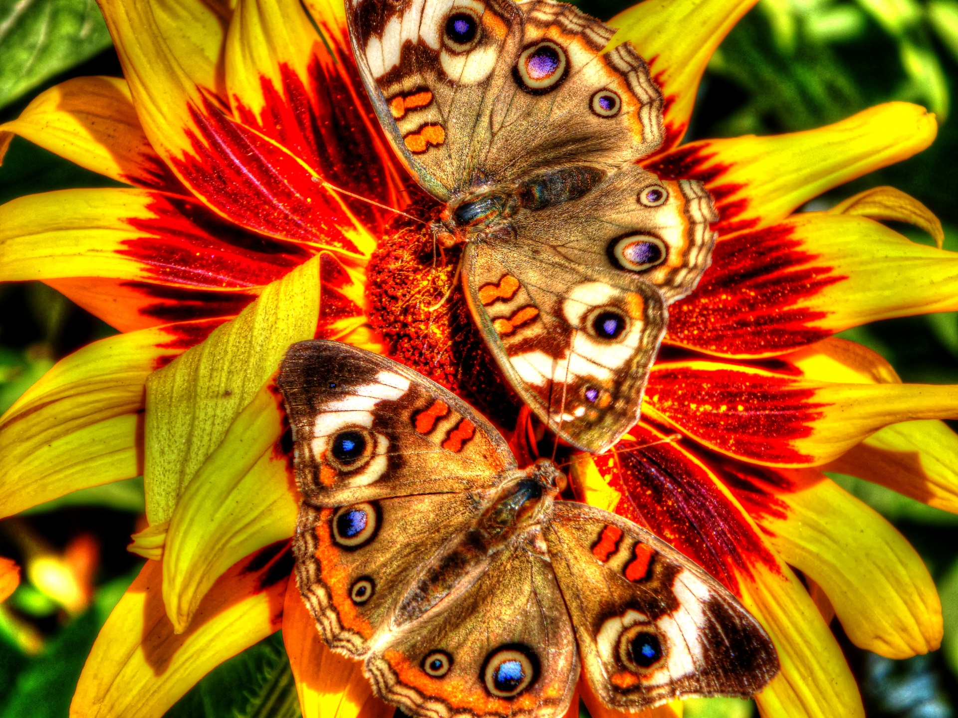 butterfly butterflies flower free photo