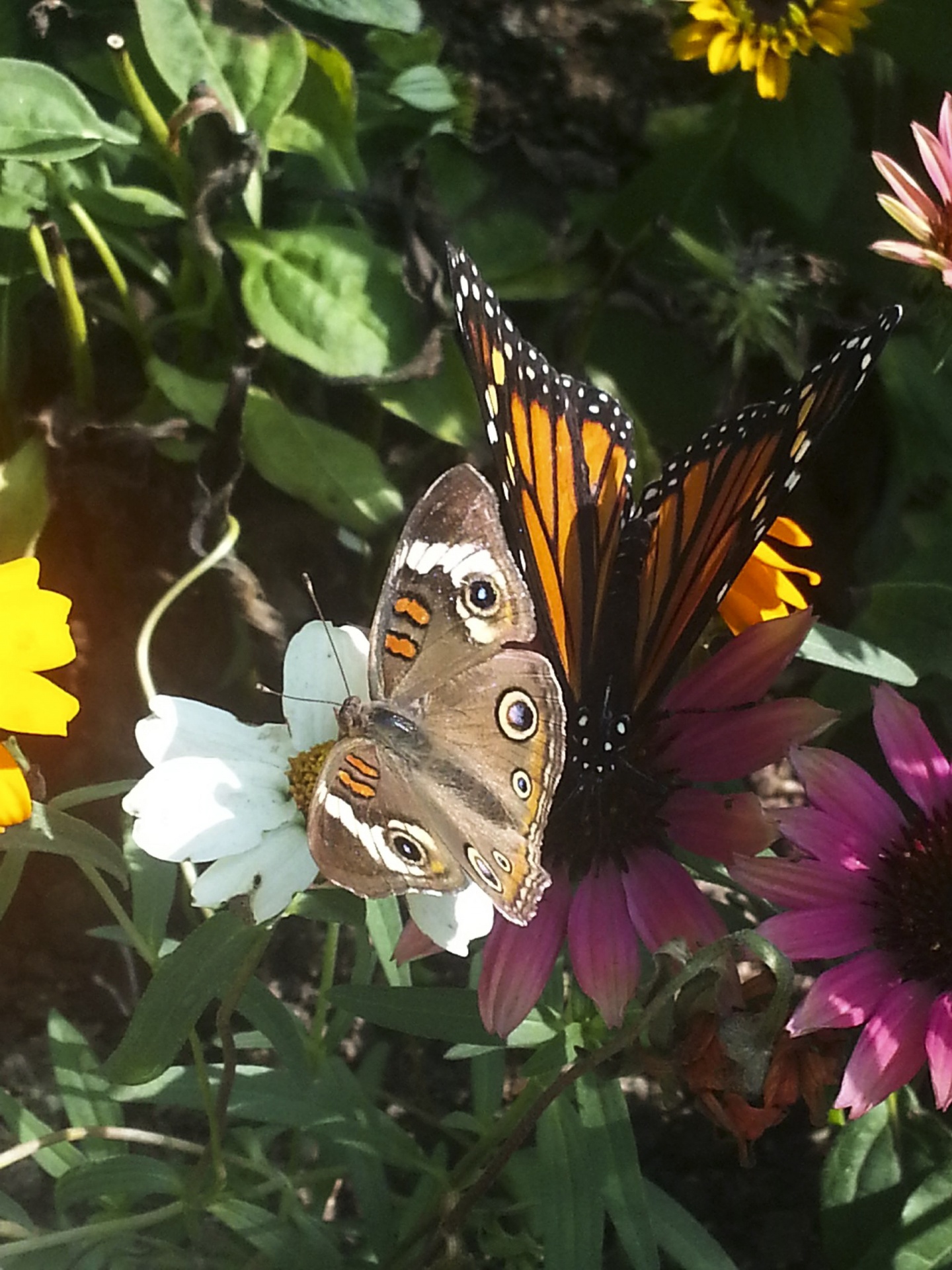 butterfly monarch buckeye free photo