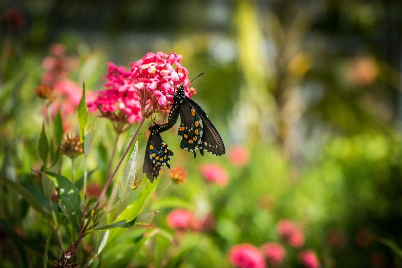 two butterflies mating pink flower free photo