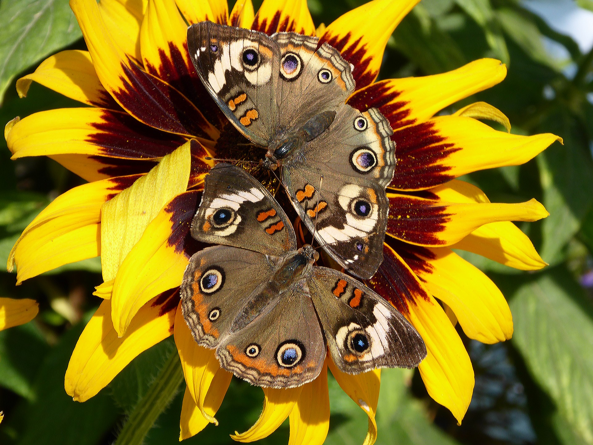 butterflies couple flower free photo