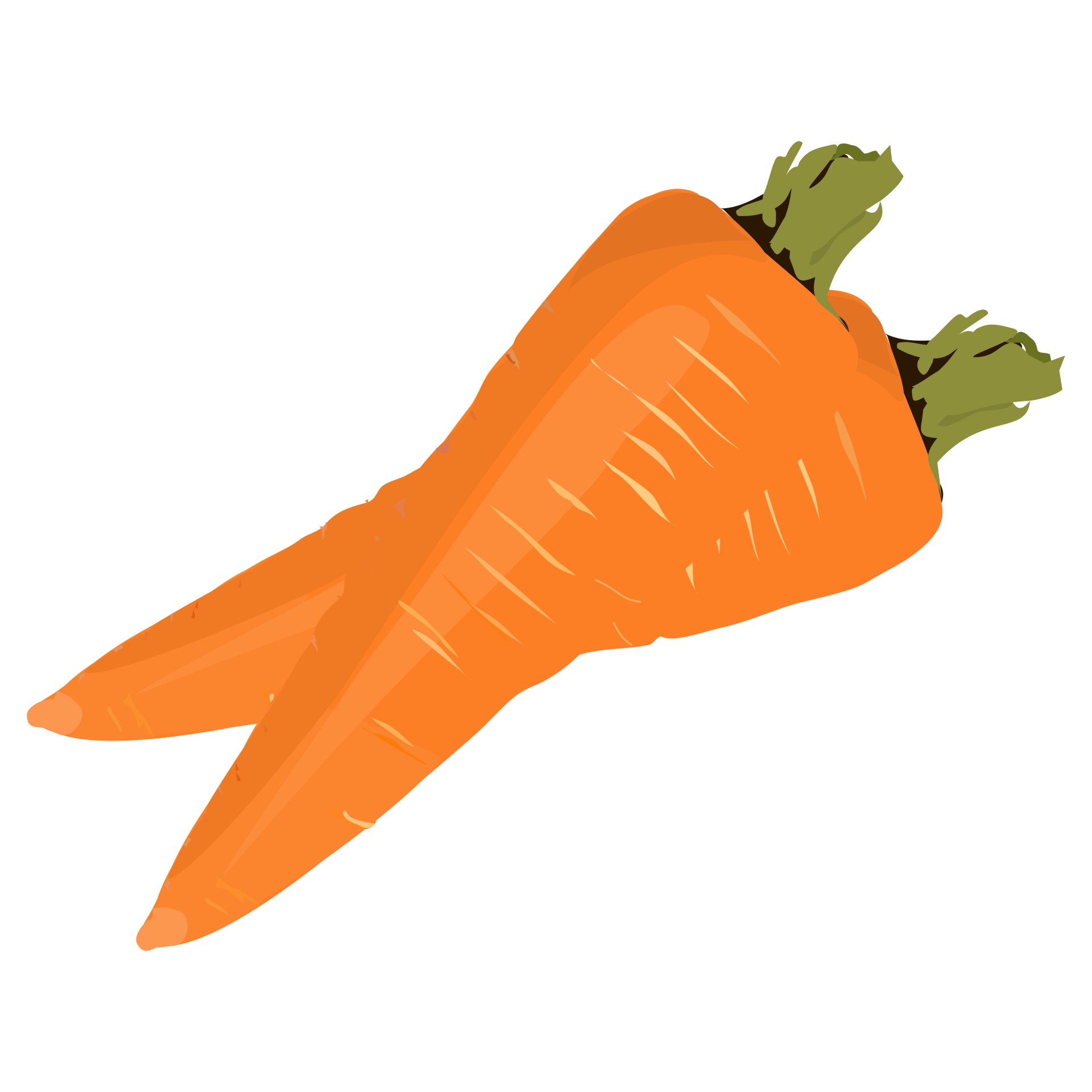 carrot sketch market free photo