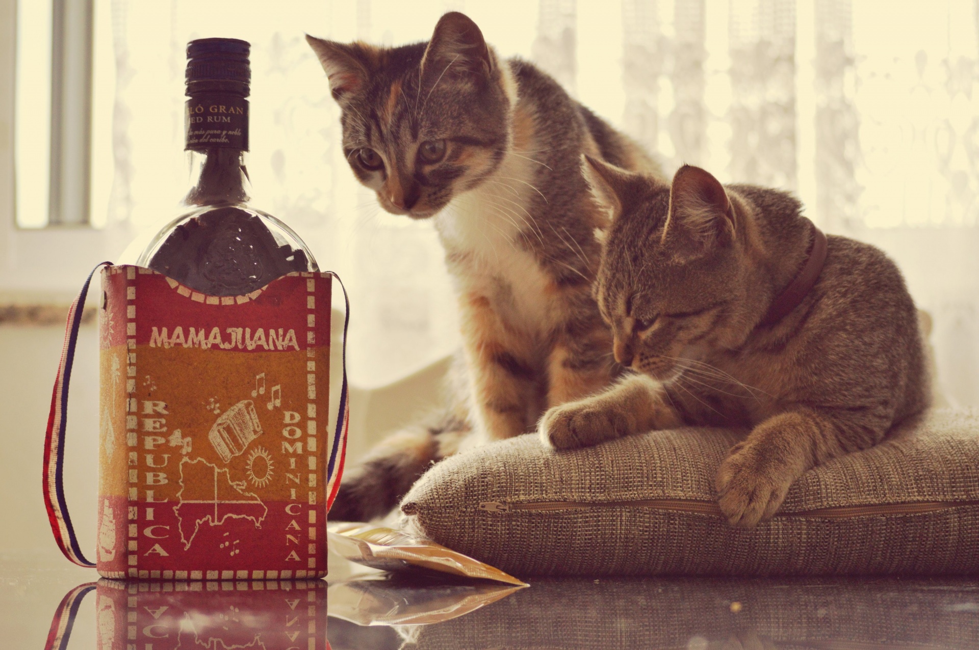 cat cats liquor free photo