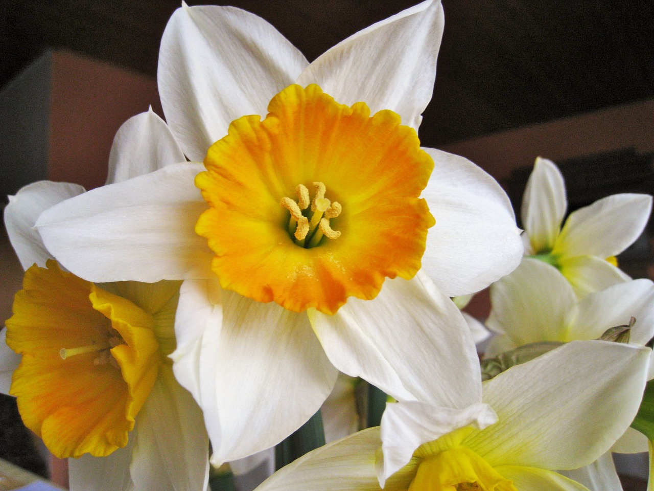 two-coloured daffodils easter spring free photo