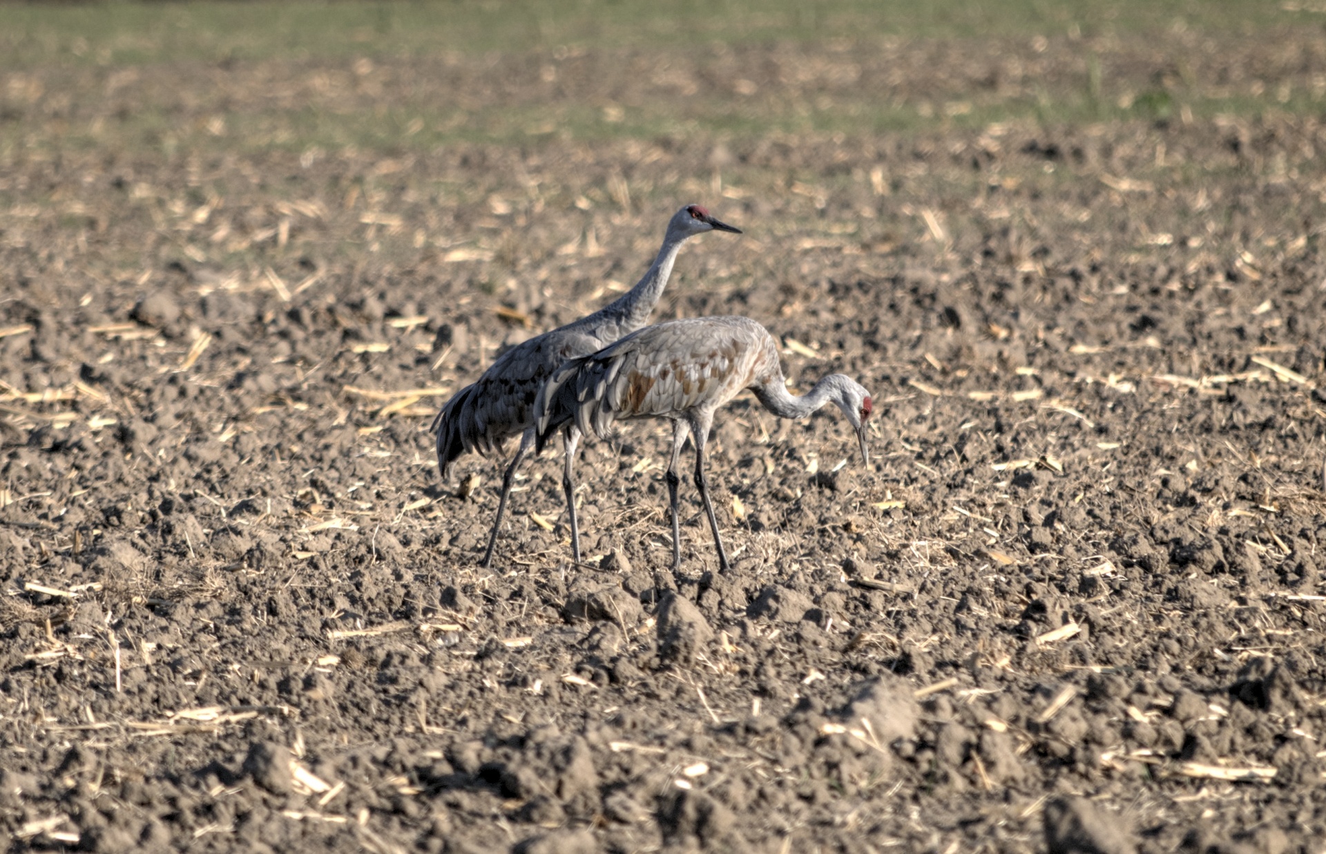 bird birds nature free photo