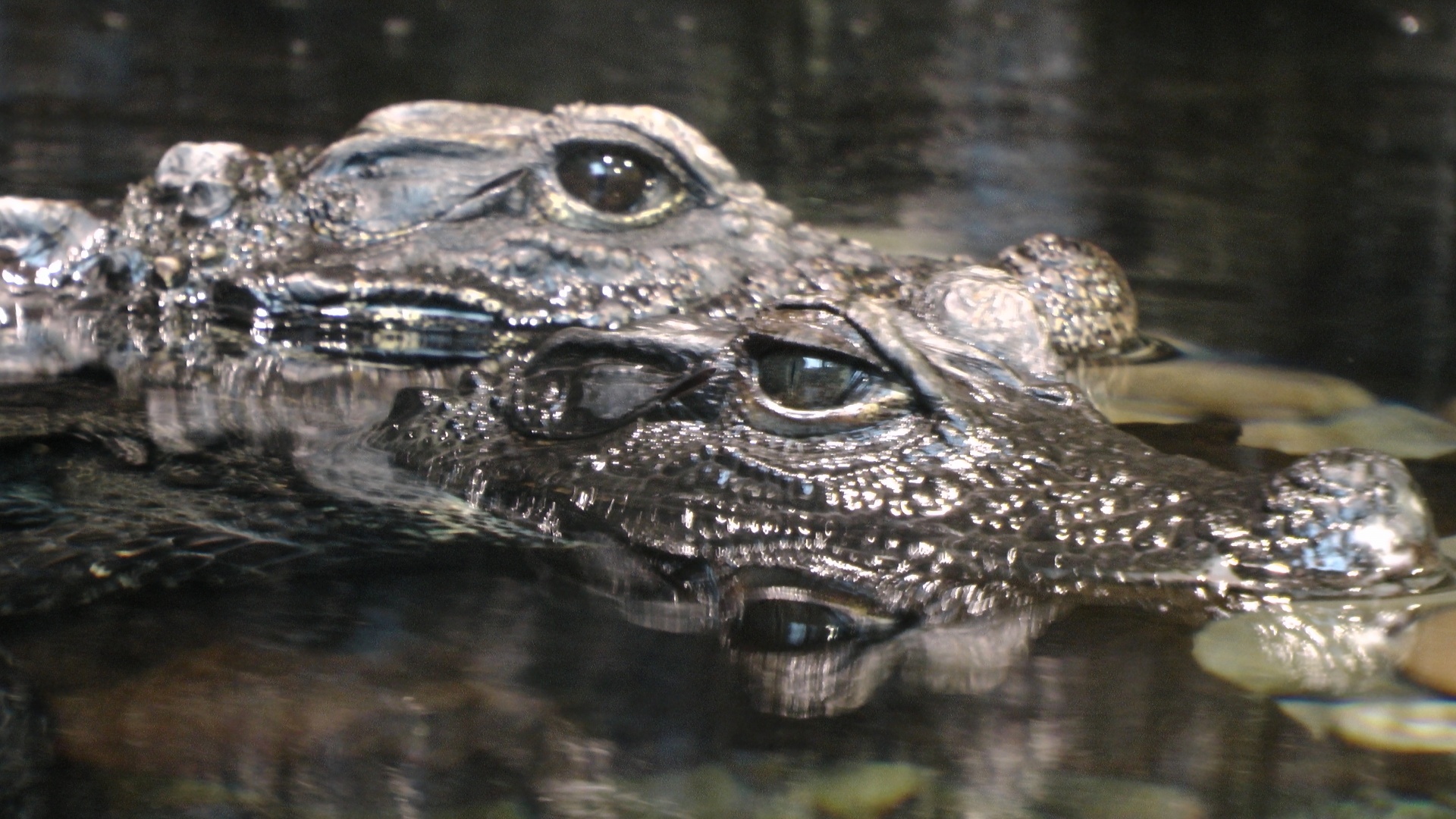 crocodile head heads free photo