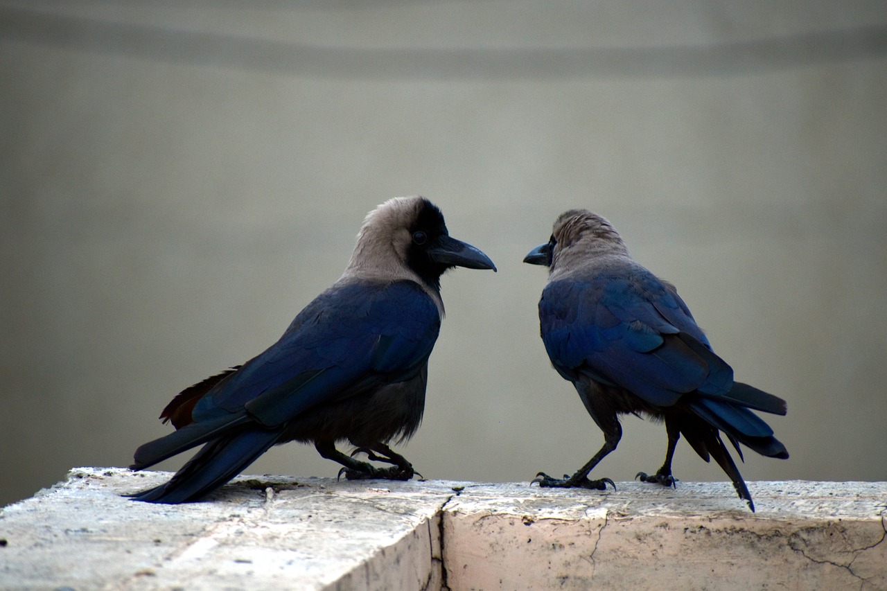 two crows pair corvus free photo