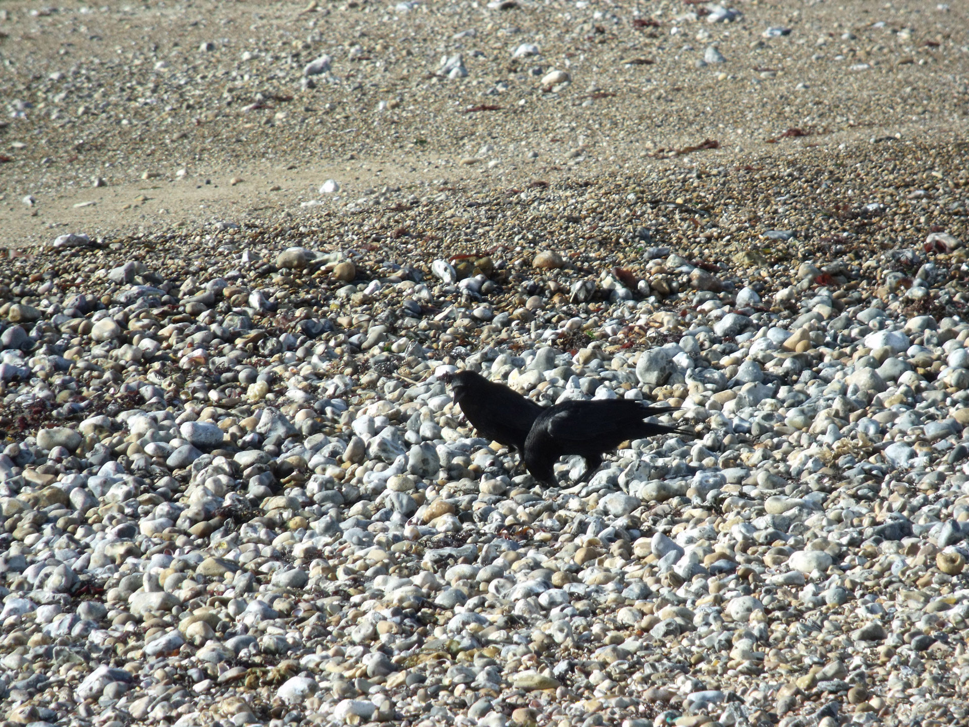 two crows two crows beach two crows on beach free photo
