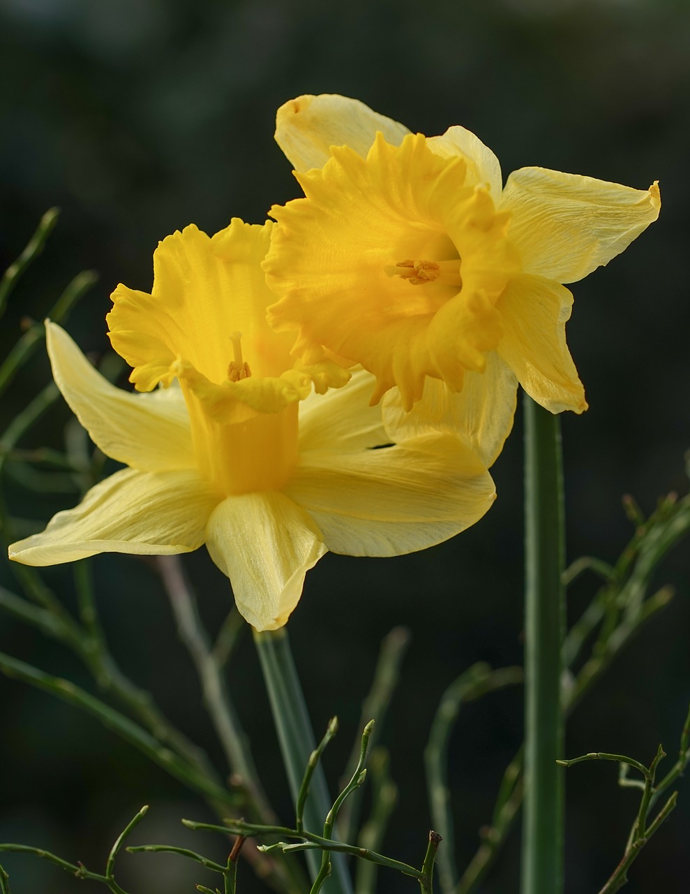 two daffodils yellow osterglocken free photo