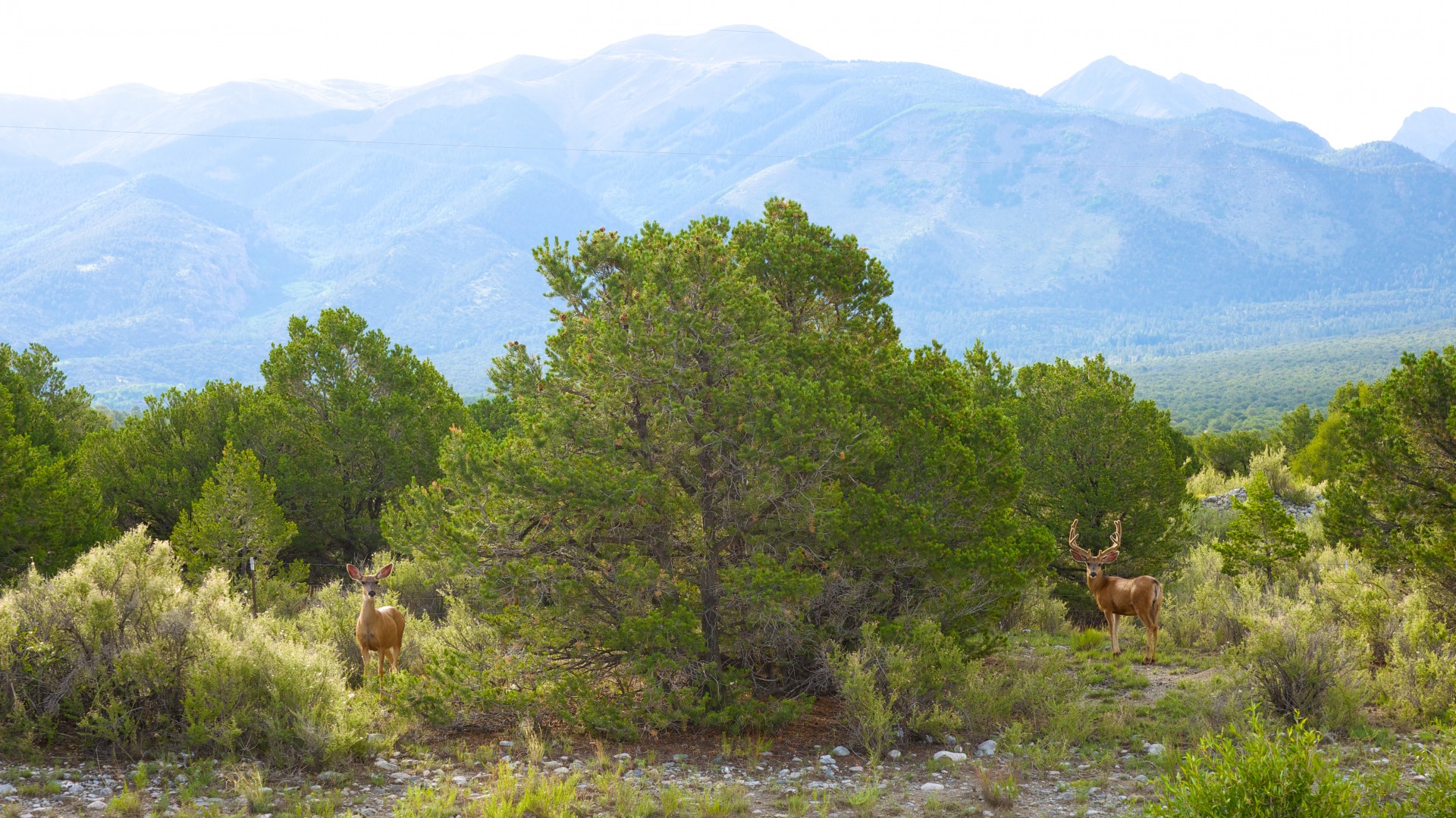 animals antlers buck free photo