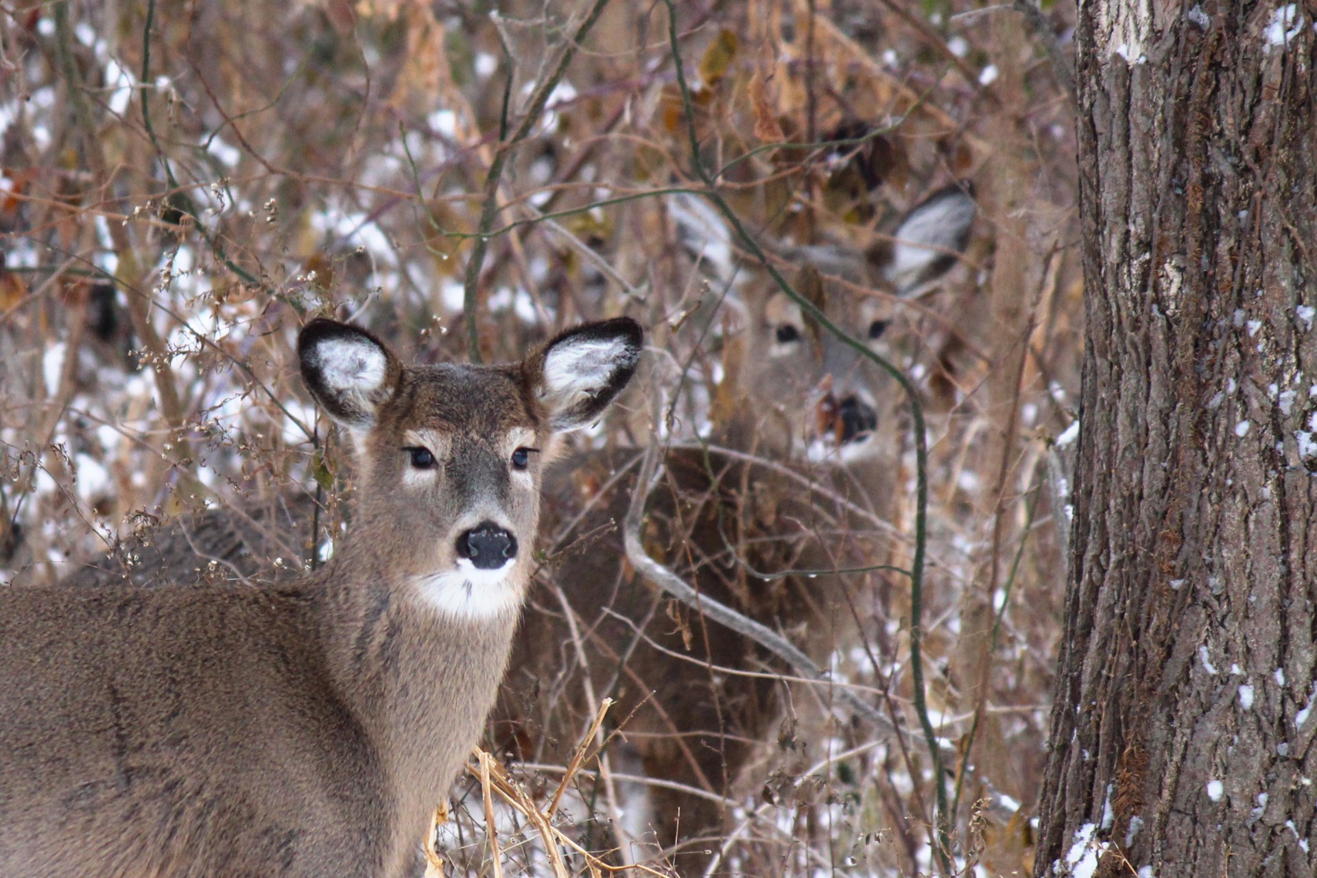 deer white tailed deer animal free photo