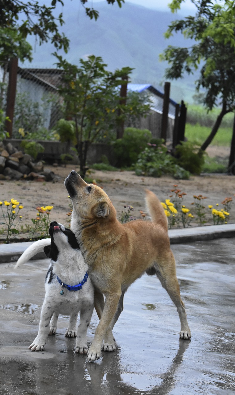 two dog  vietnam  brother dogs free photo