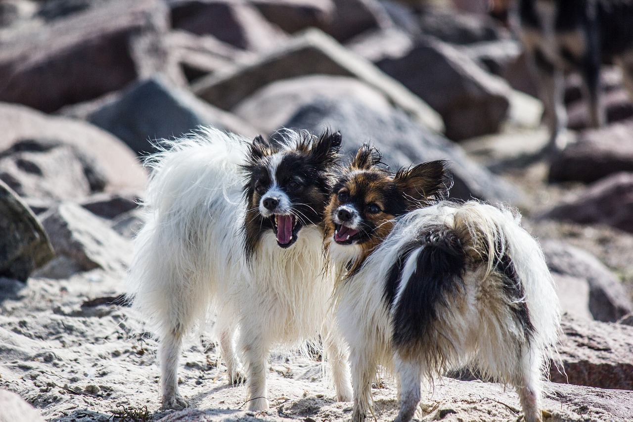 two dogs small dog small dogs free photo