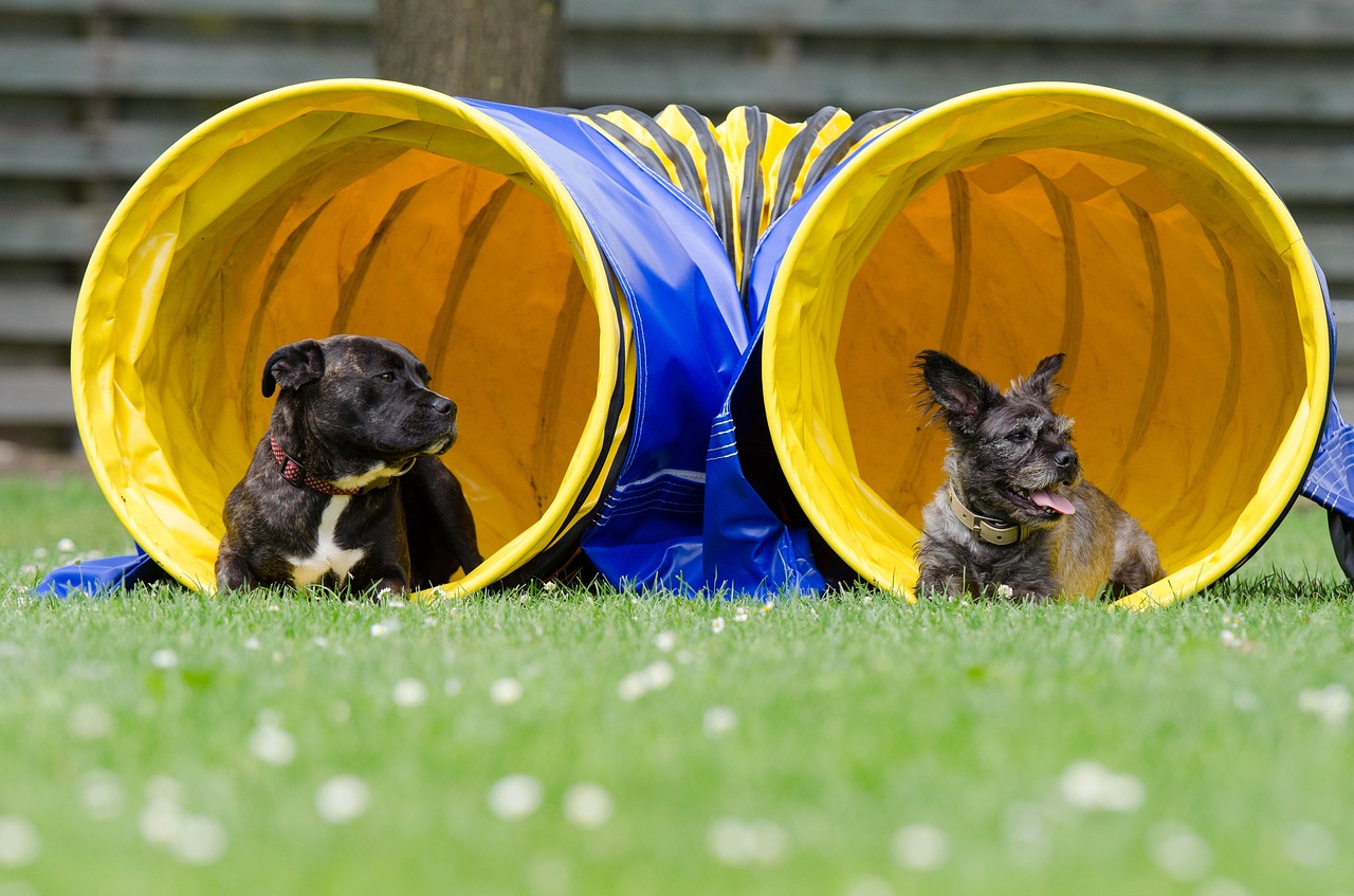 two dogs in the tunnel agility tunnel free photo