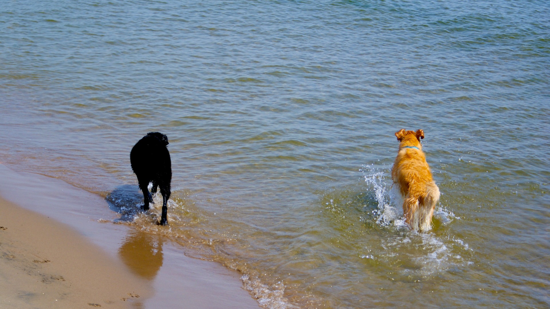 two dogs playing free photo