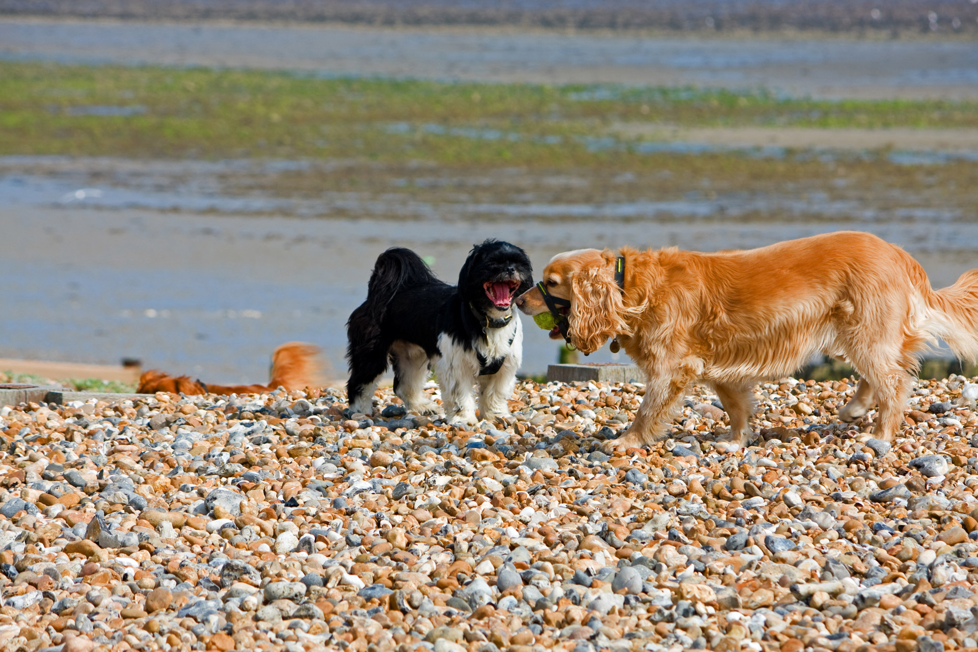 spaniel cocker cocker spaniel free photo