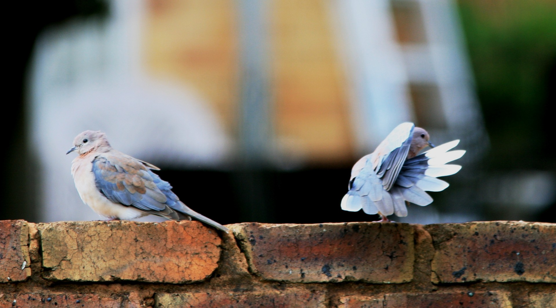 wall doves grey free photo
