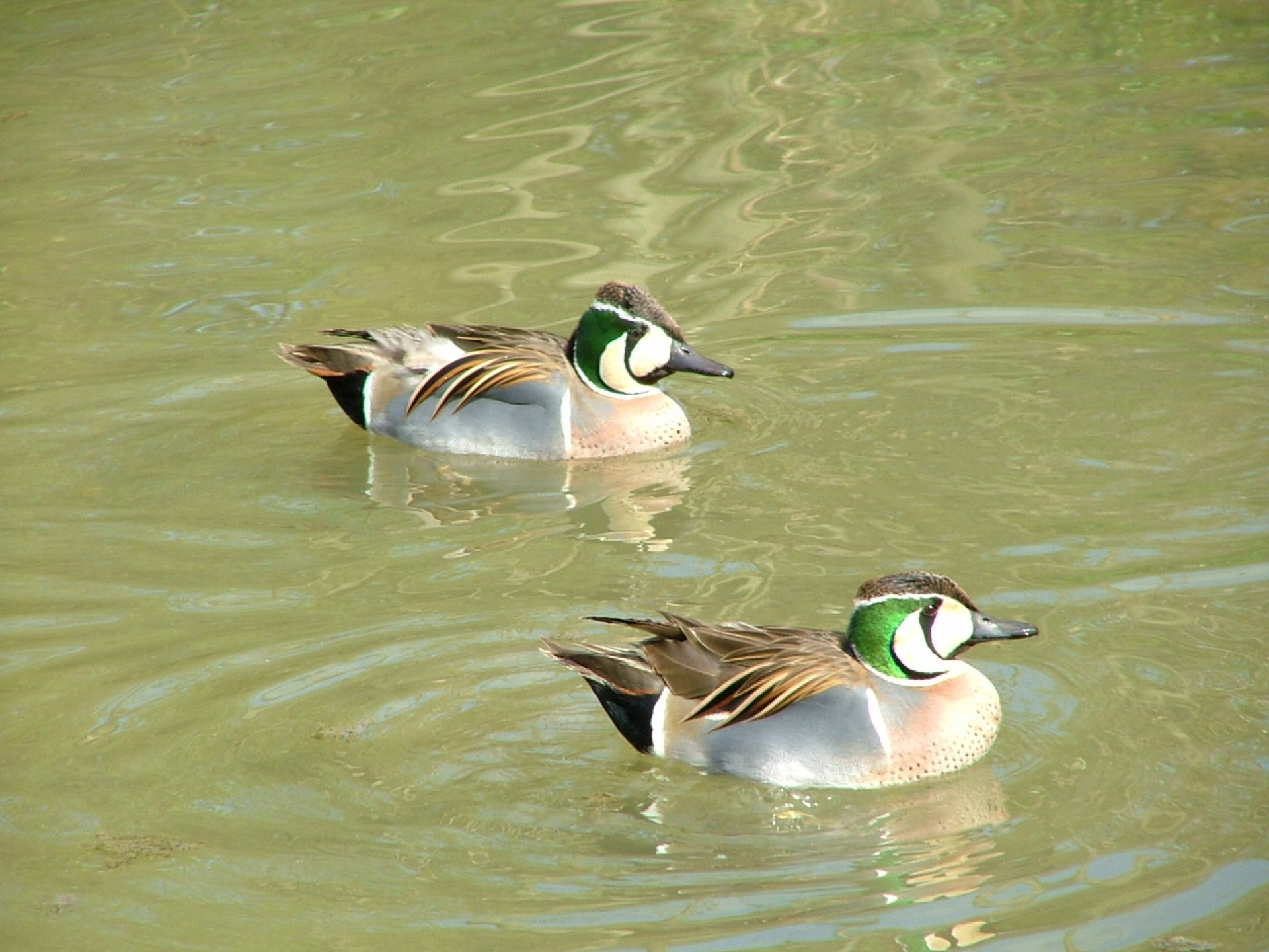 fancy ducks two ducks free photo