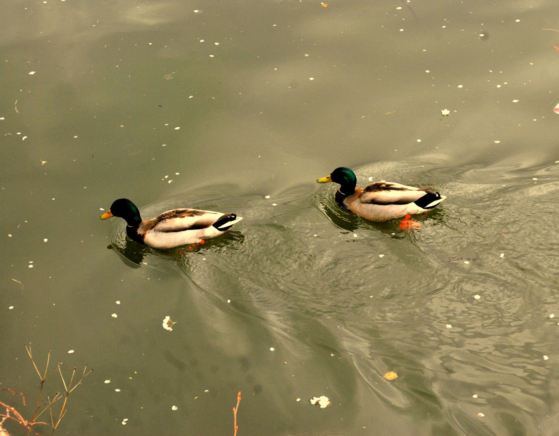 animals duck ducks free photo