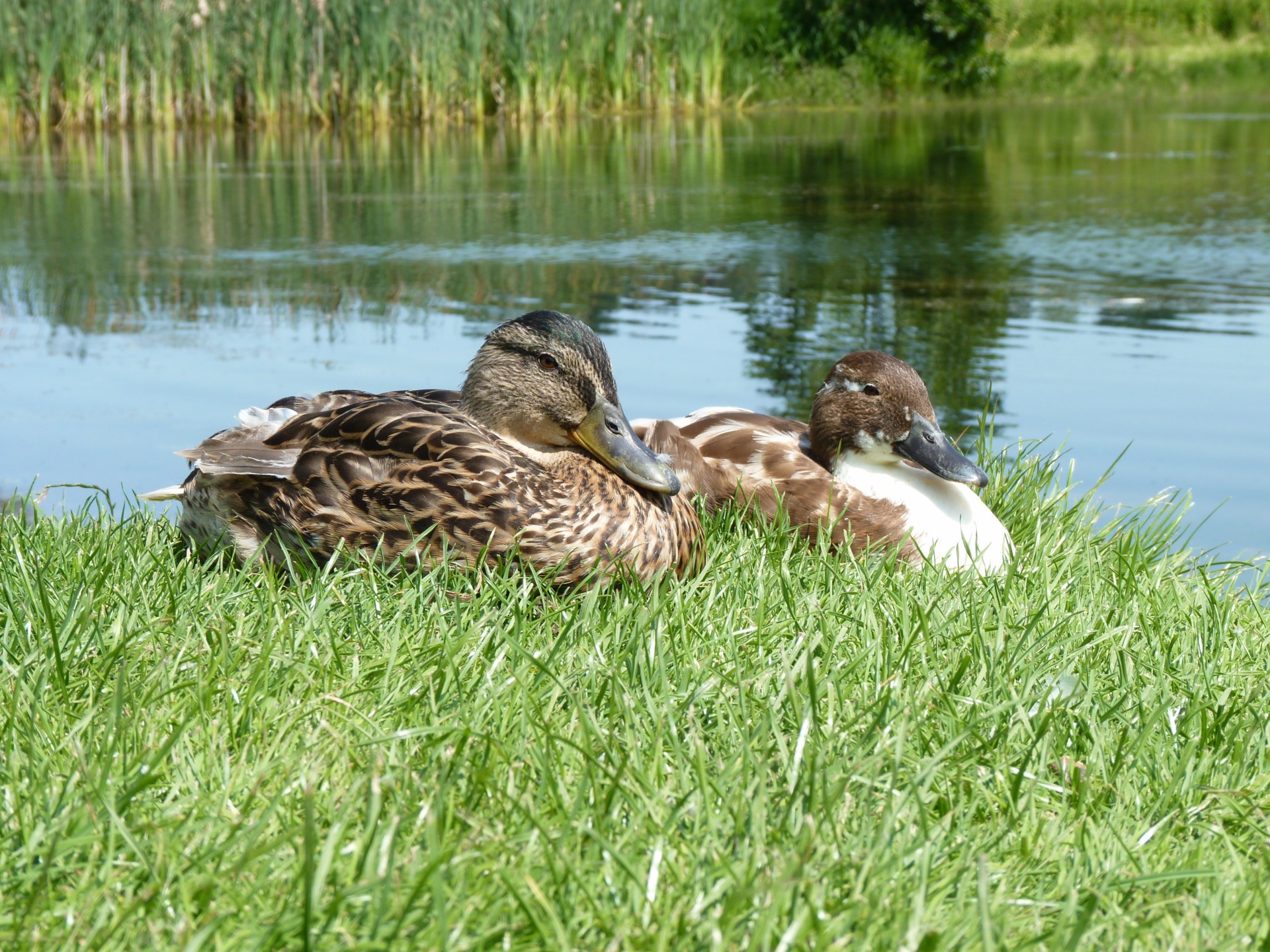 ducks duck birds free photo