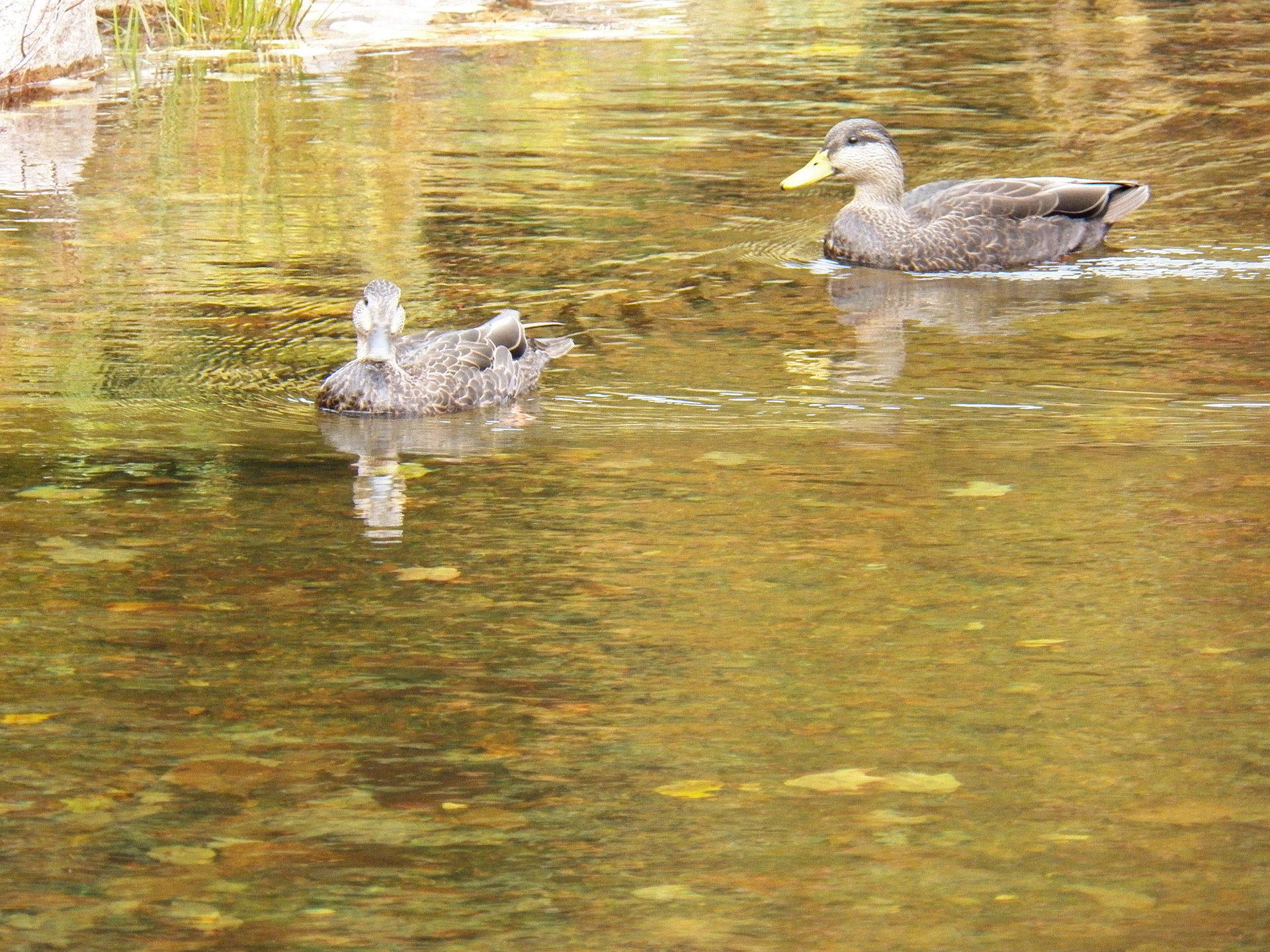 duck ducks wildlife free photo