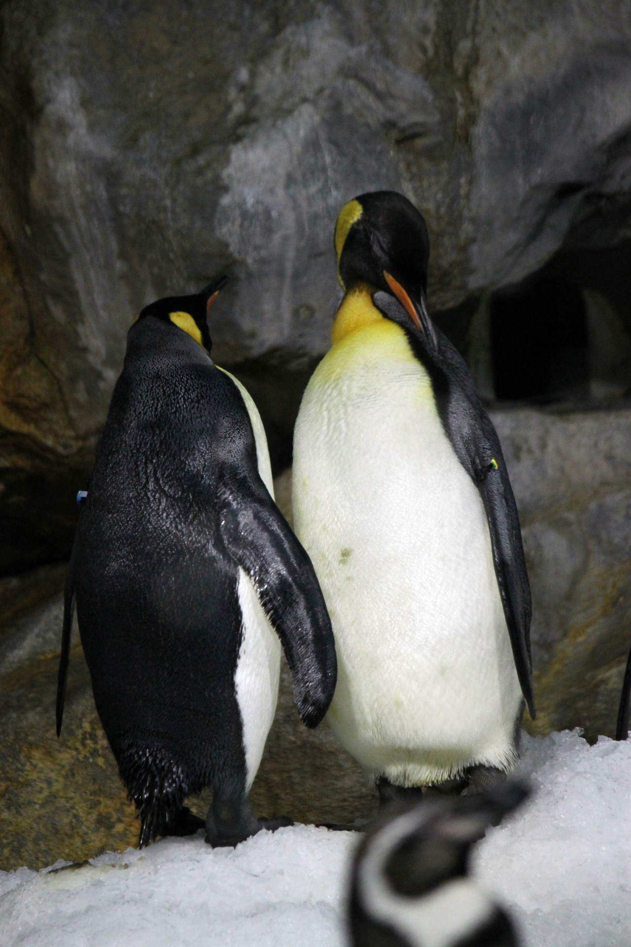two emperor penguin free photo