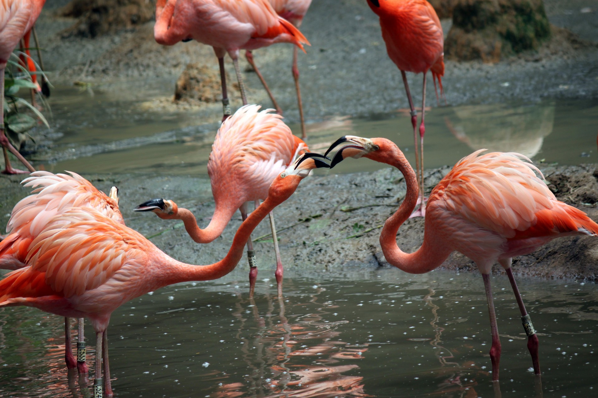 two flamingo fighting free photo