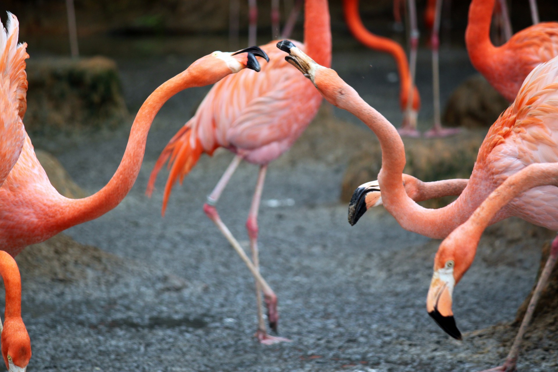 two flamingo fighting free photo