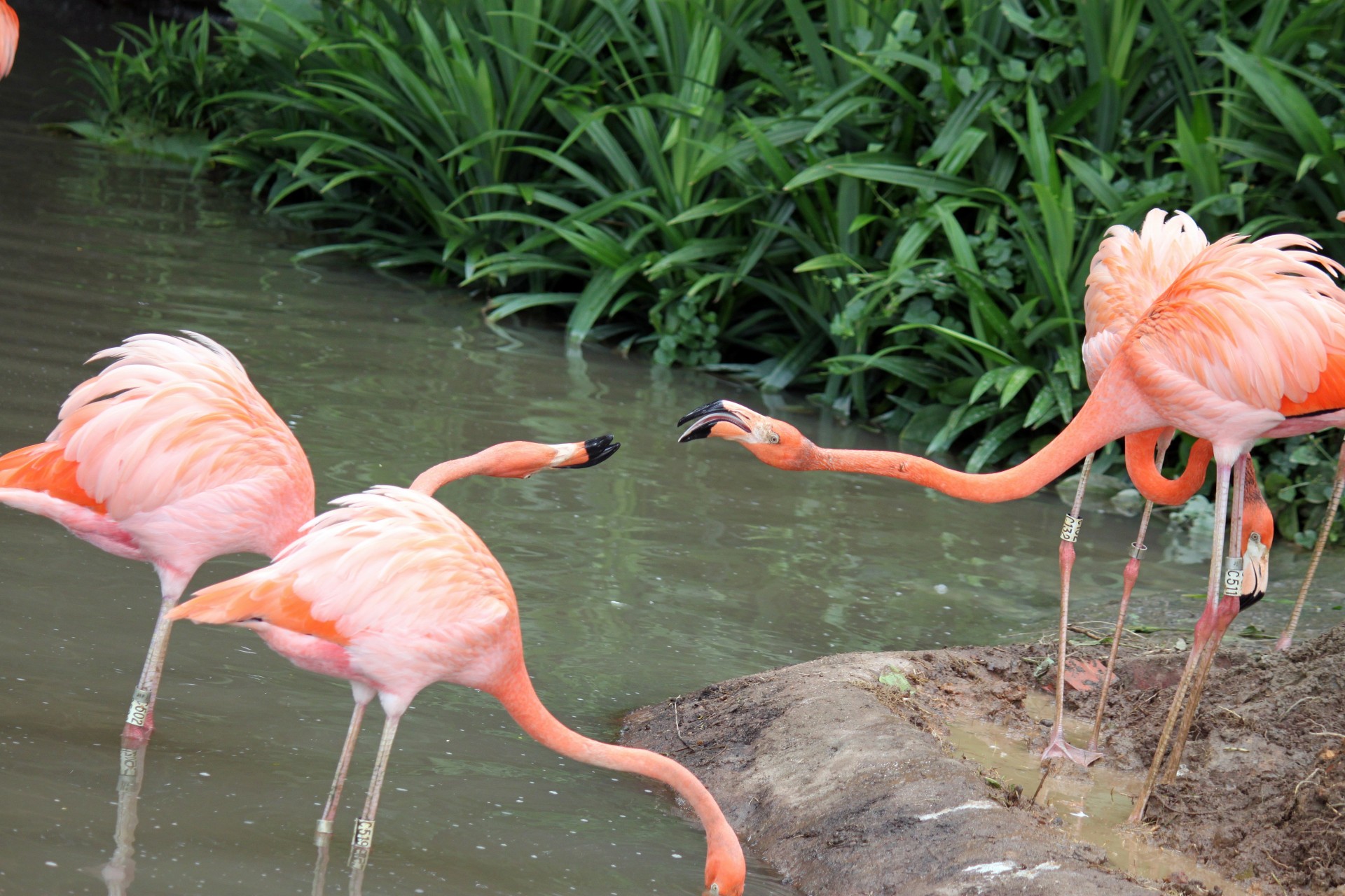 two flamingo fighting free photo