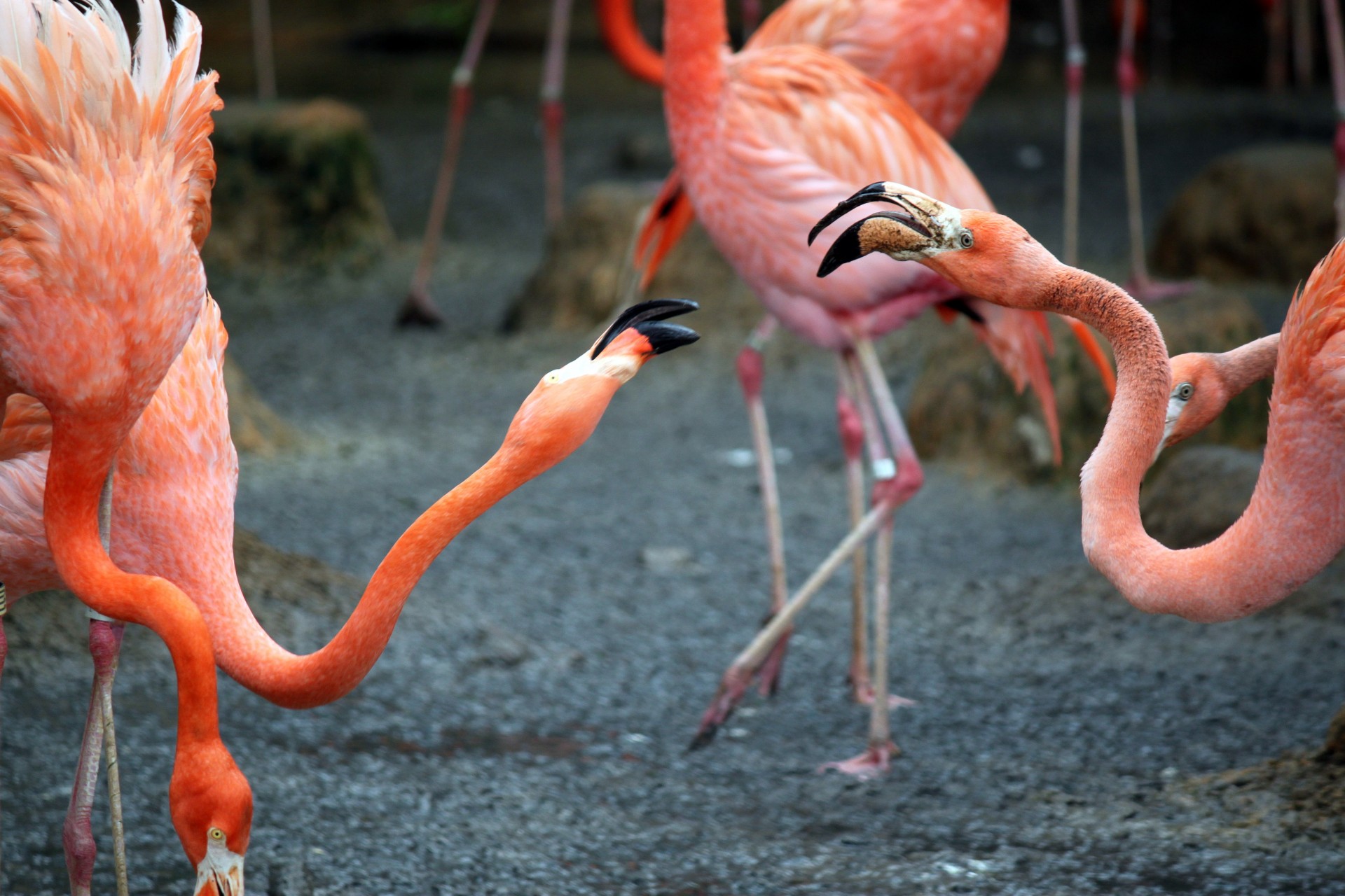 two flamingo fighting free photo