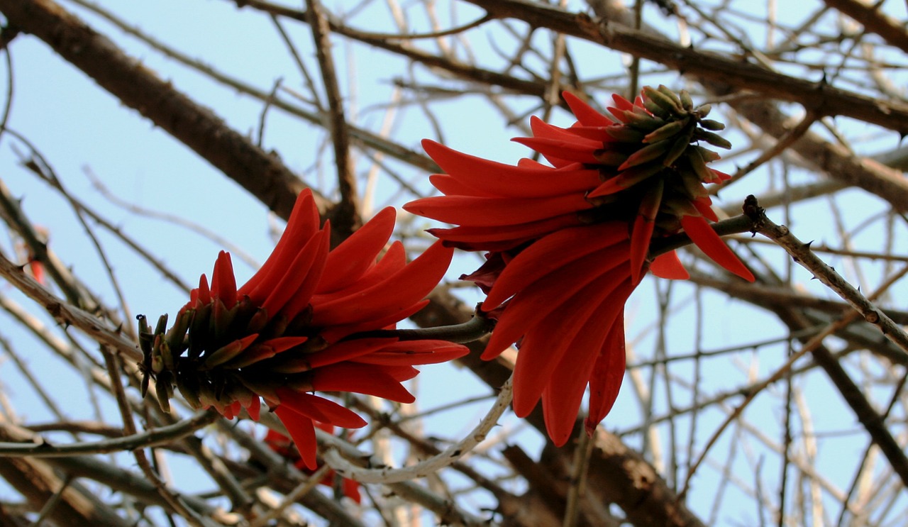 two flowers coral blooms free photo