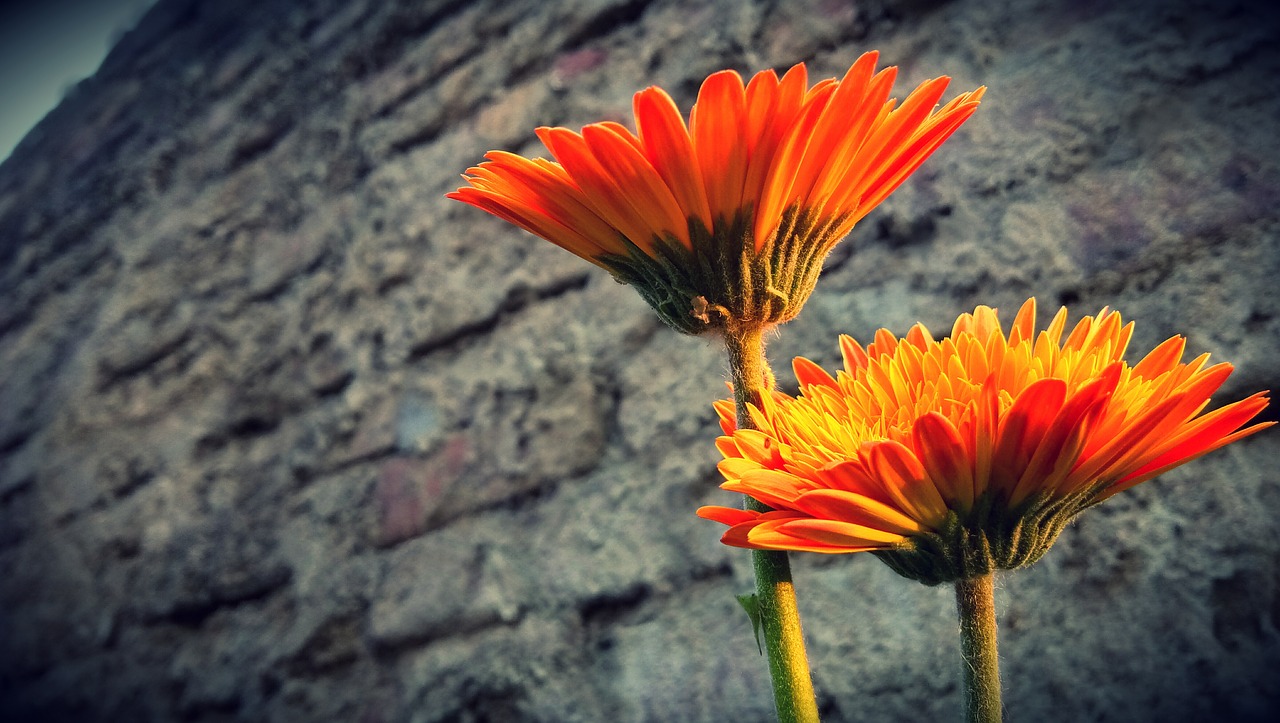 Фото двух цветов. Дарить два цветка нельзя. 2 Flowers.