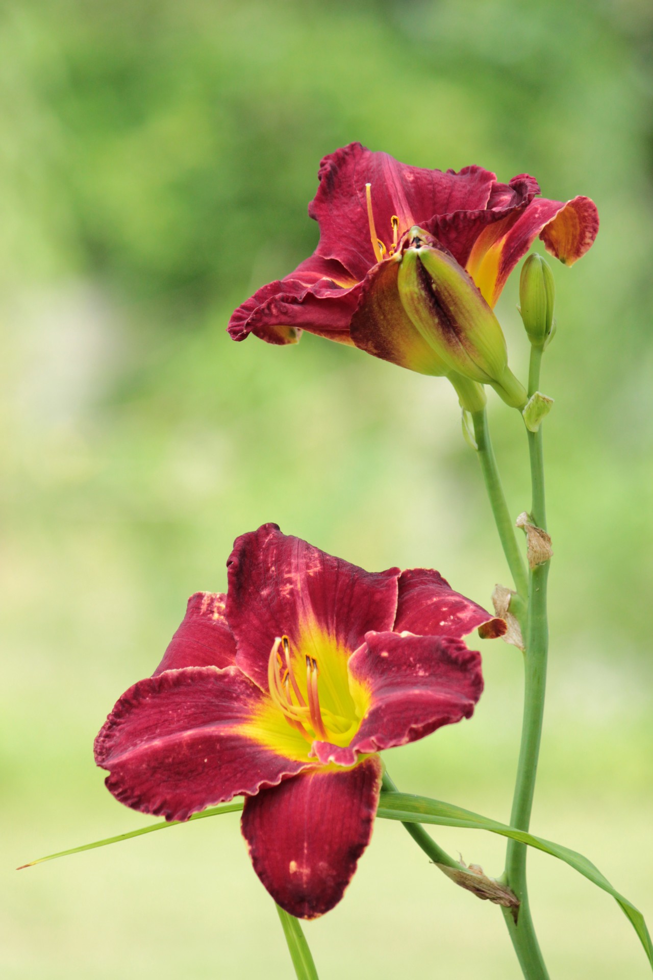 flowers nature grass free photo