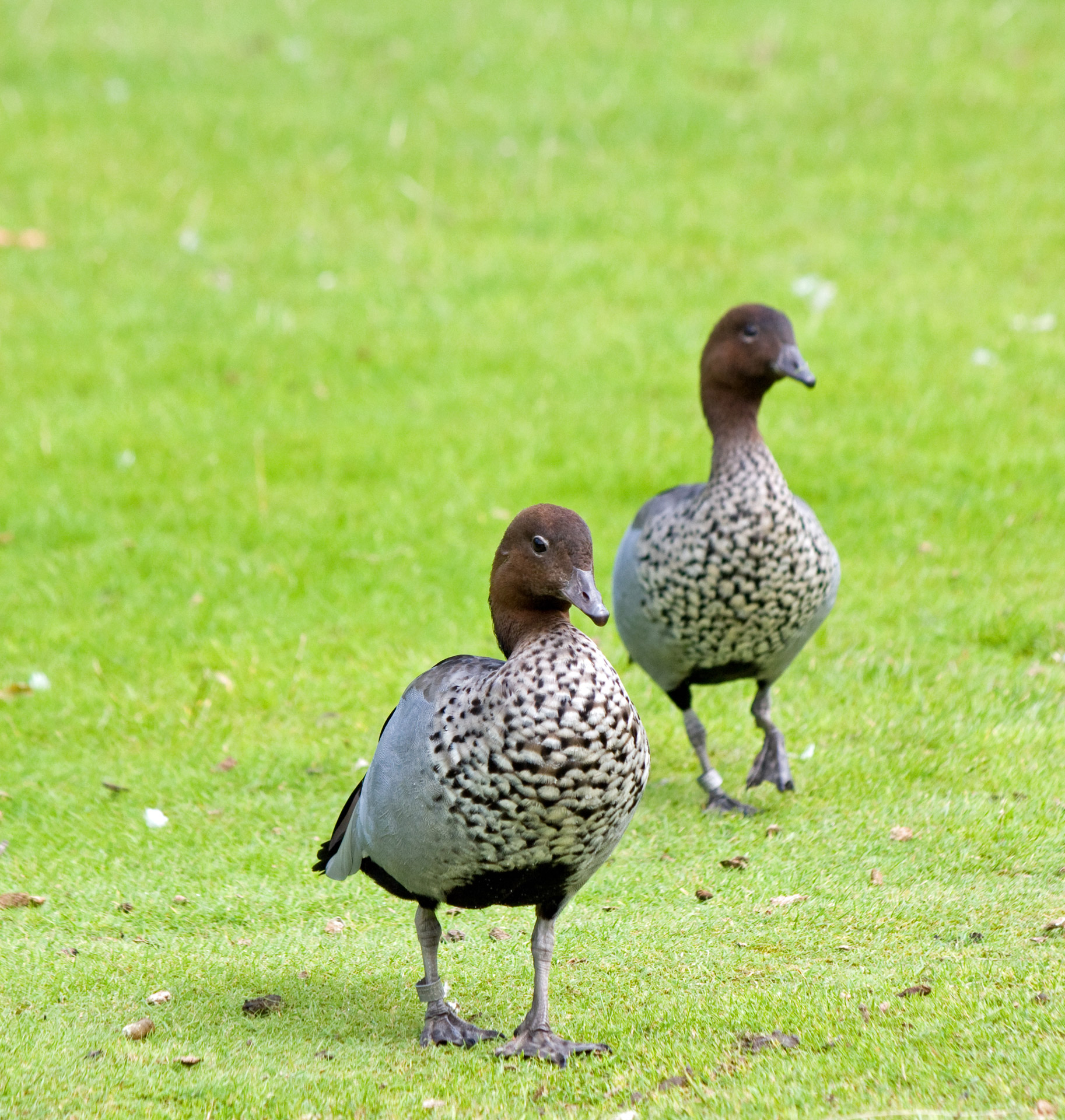 geese goose bird free photo