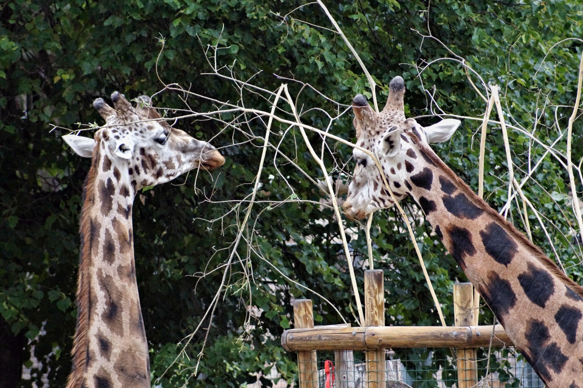 two giraffes invisible free photo