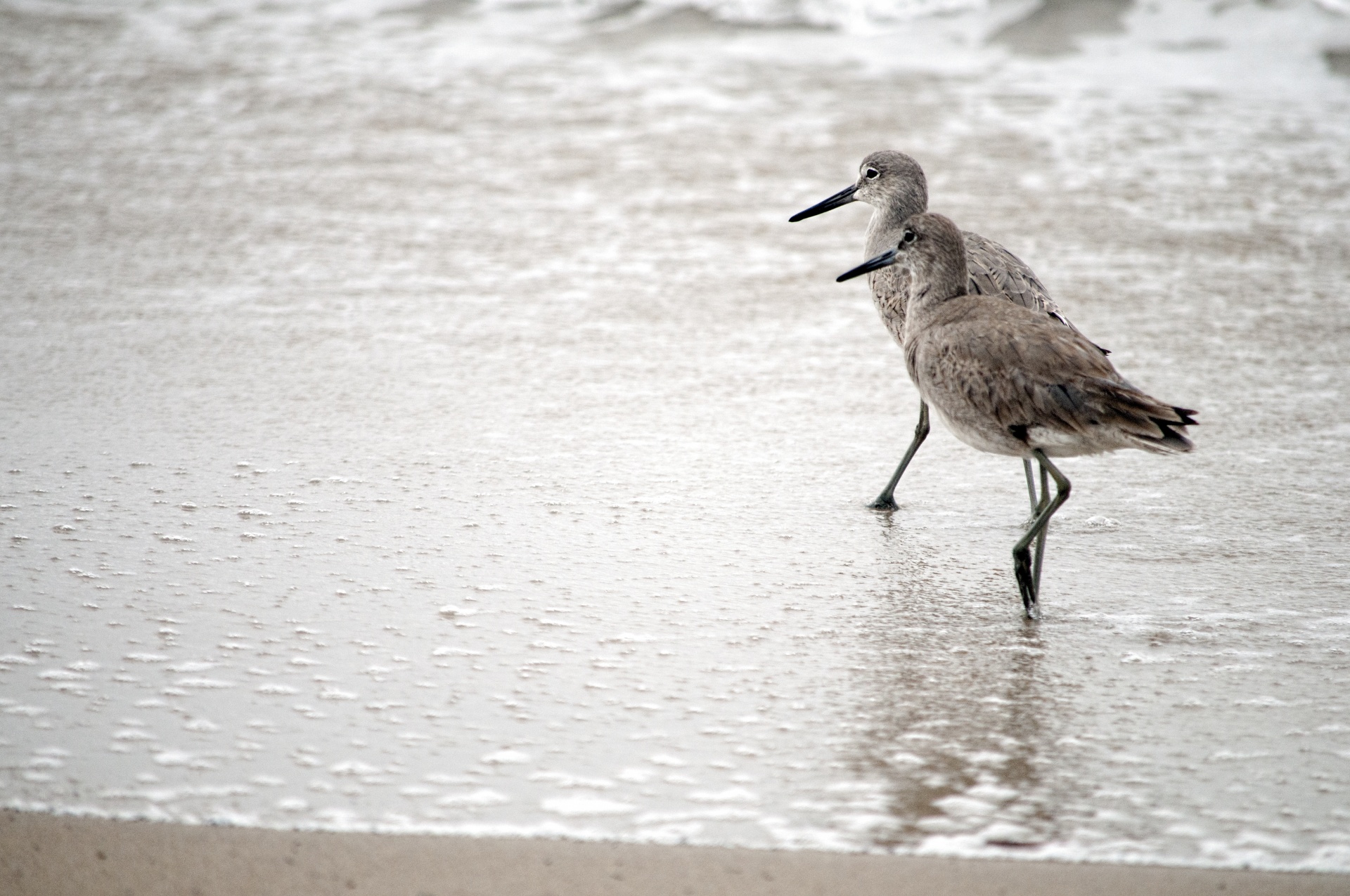 bird birds marine bird free photo