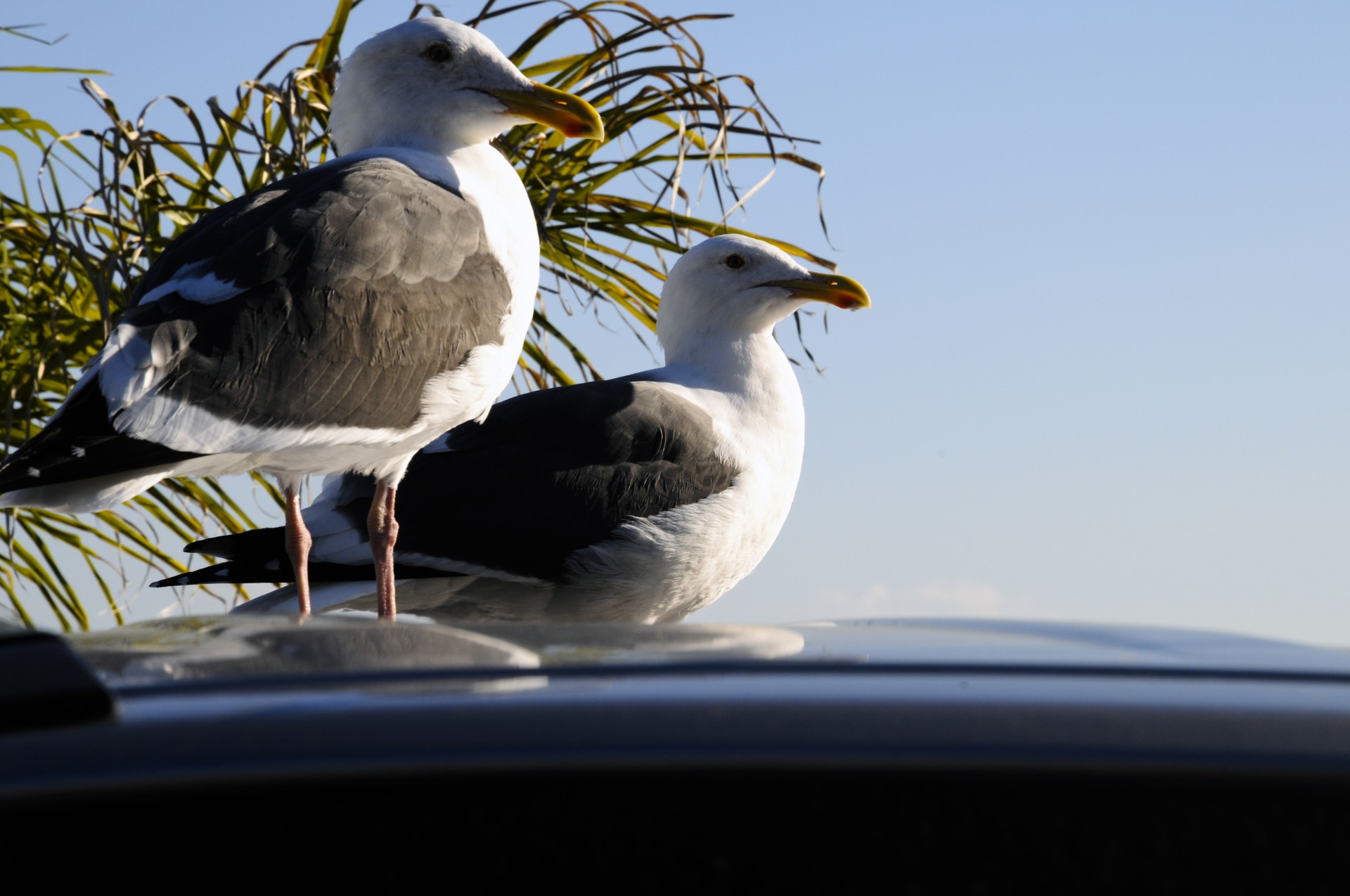 gulls sea gulls car free photo