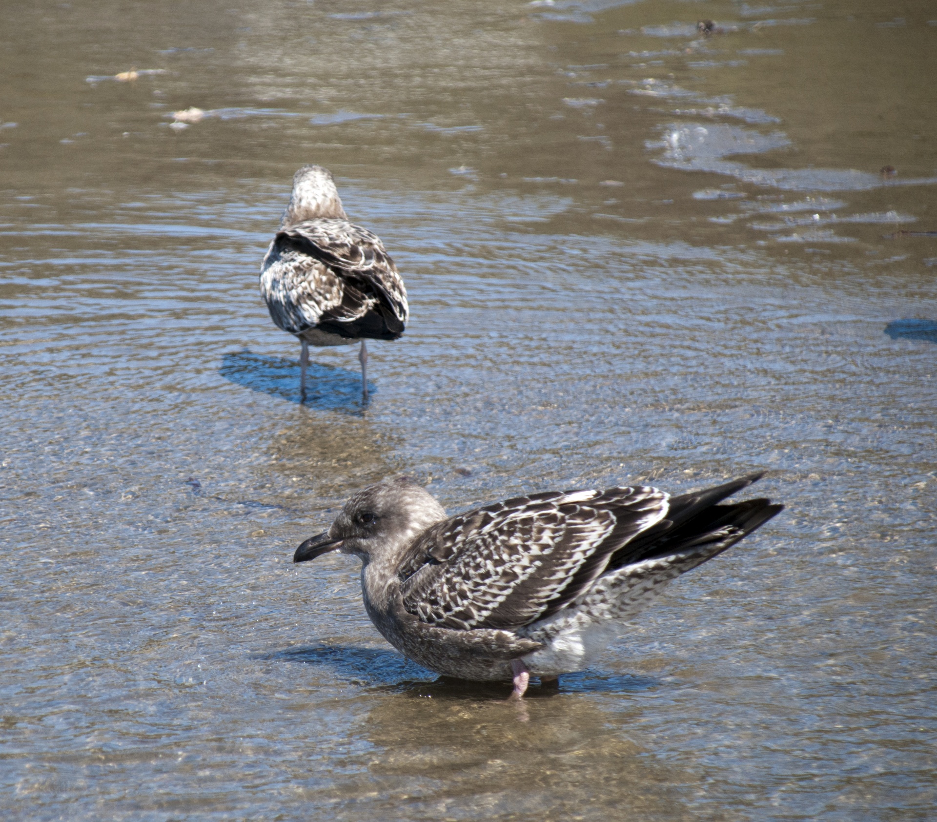 gull sea gull sea bird free photo